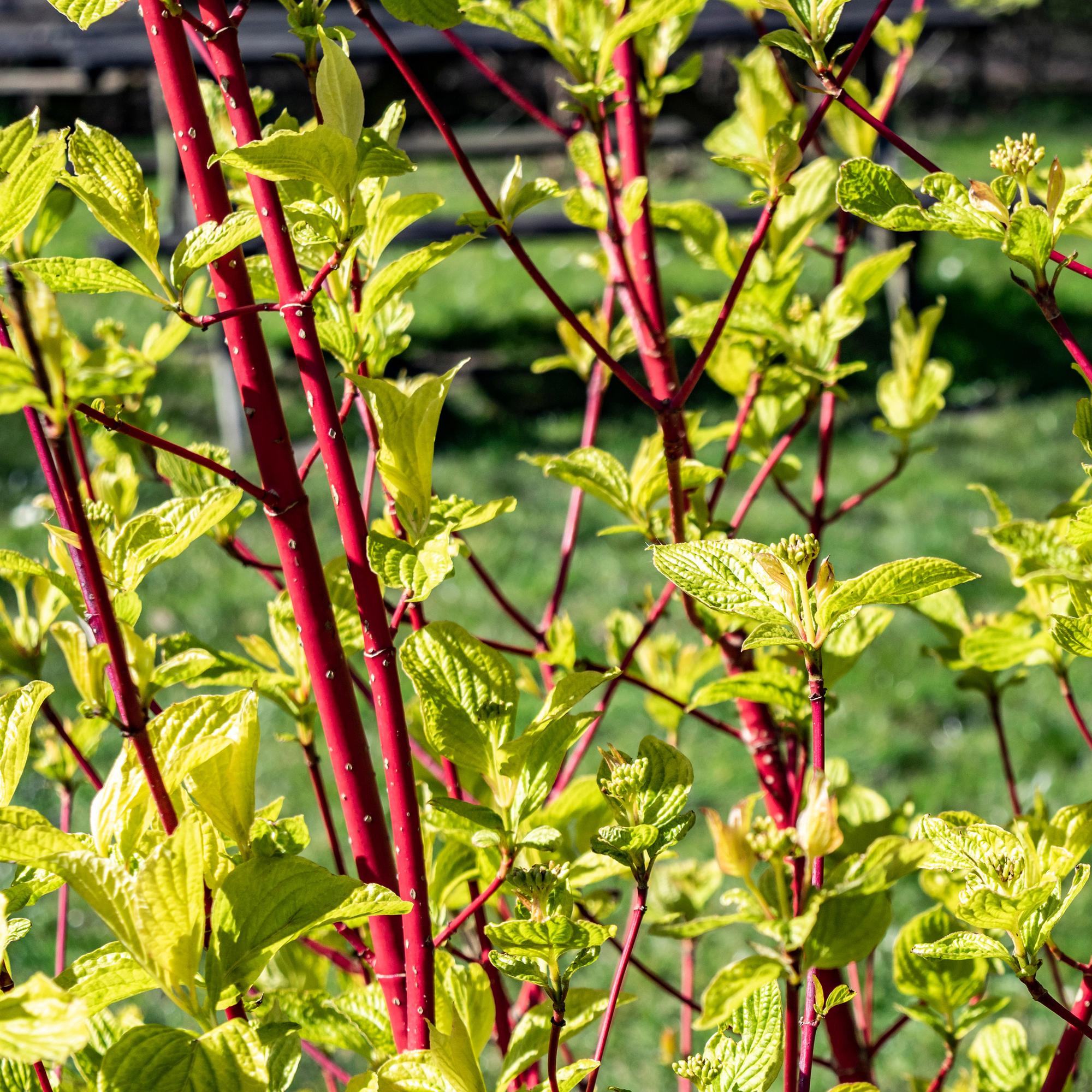 green-guardia-cornus-sibirica-roter-hartriegel-45-cm-strauch image 3