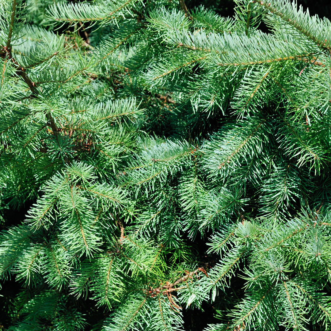 green-guardia-conica-zwergfichte-weihnachtsbaum-70-cm-topf image 3