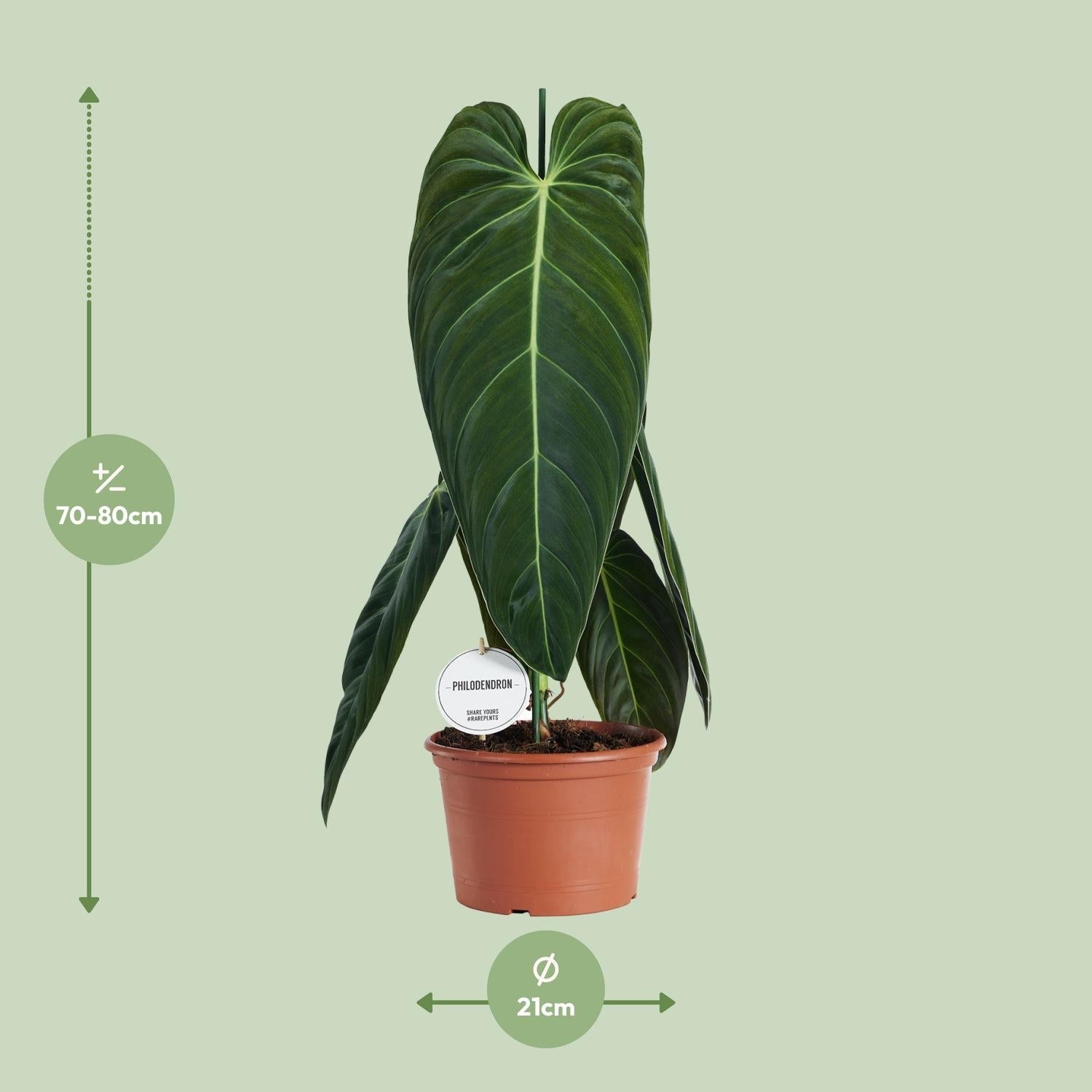 green-guardia-philodendron-melanochrysum-baumfreund-75cm-21cm-topf image 2