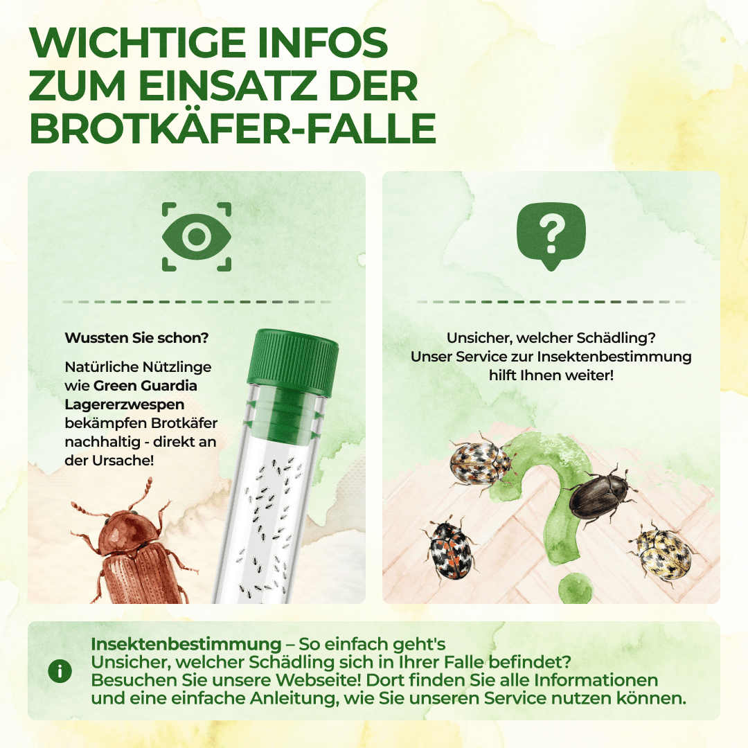 green-guardia-brotk-fer-falle-3-fallen-giftfrei-lockstoff image 5