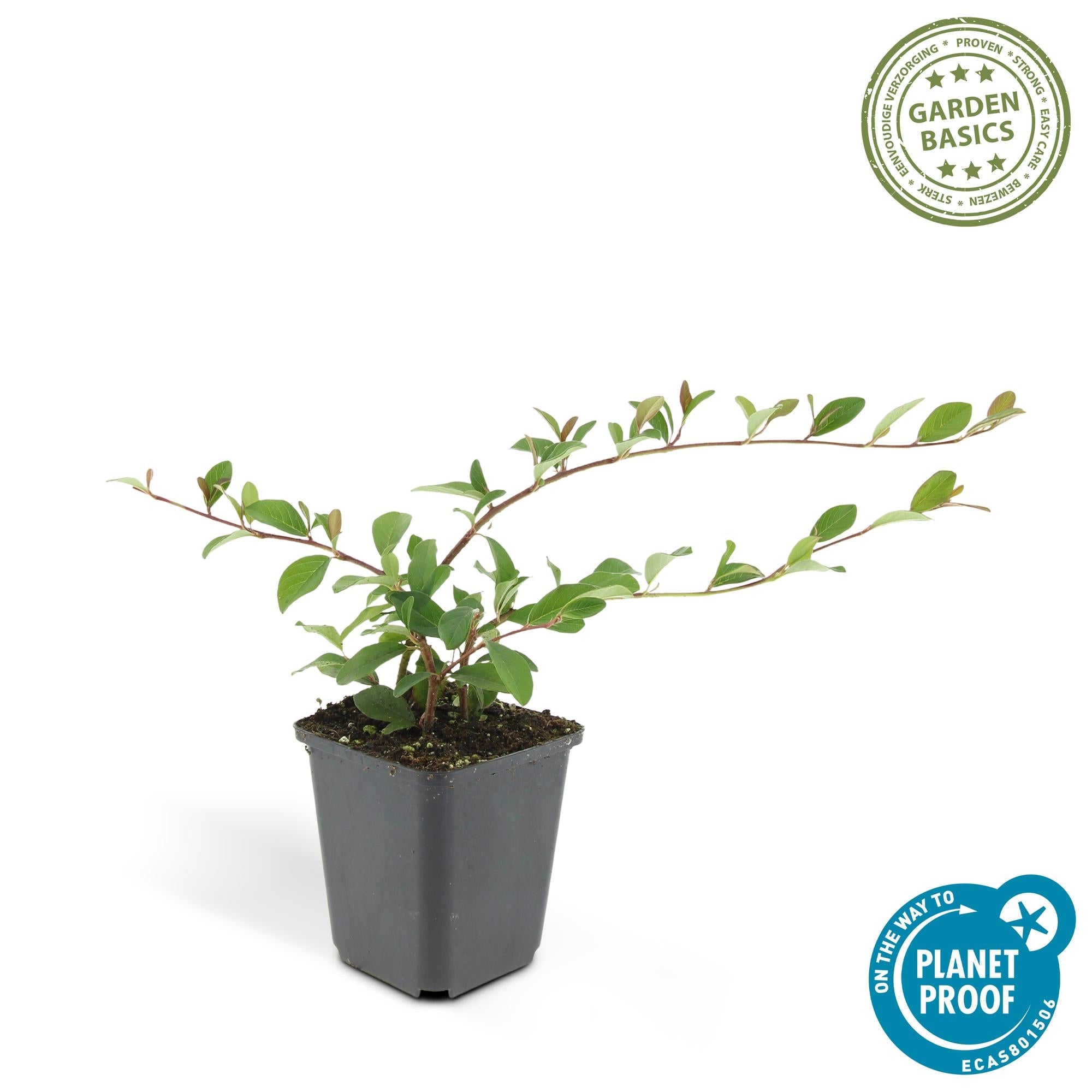 green-guardia-pflanzen-cotoneaster-dammeri-bodendecker-6x-9cm image 1