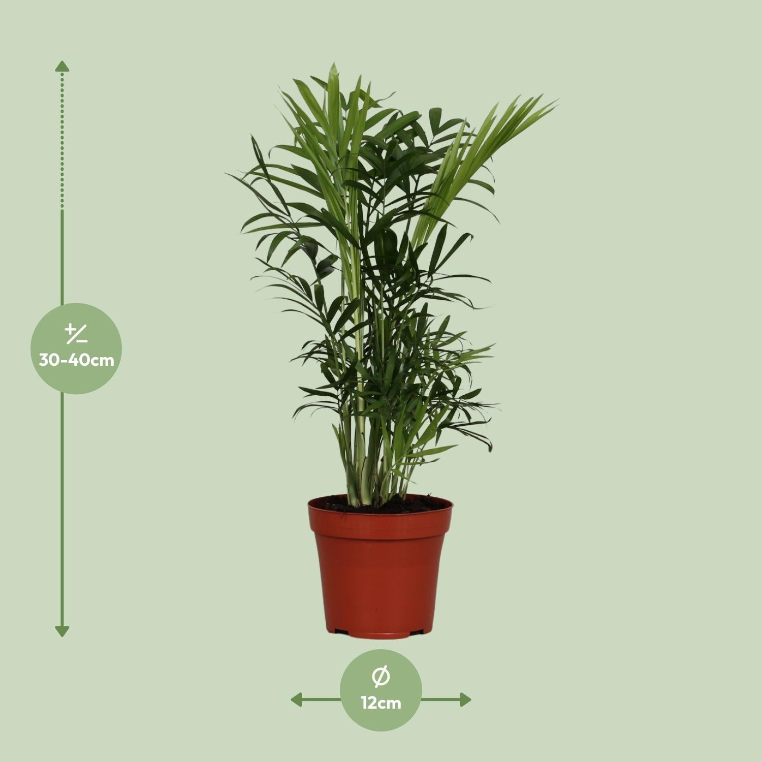 green-guardia-chamaedorea-elegans-bergpalme-zimmerpflanze-40cm-pflegeleicht image 2