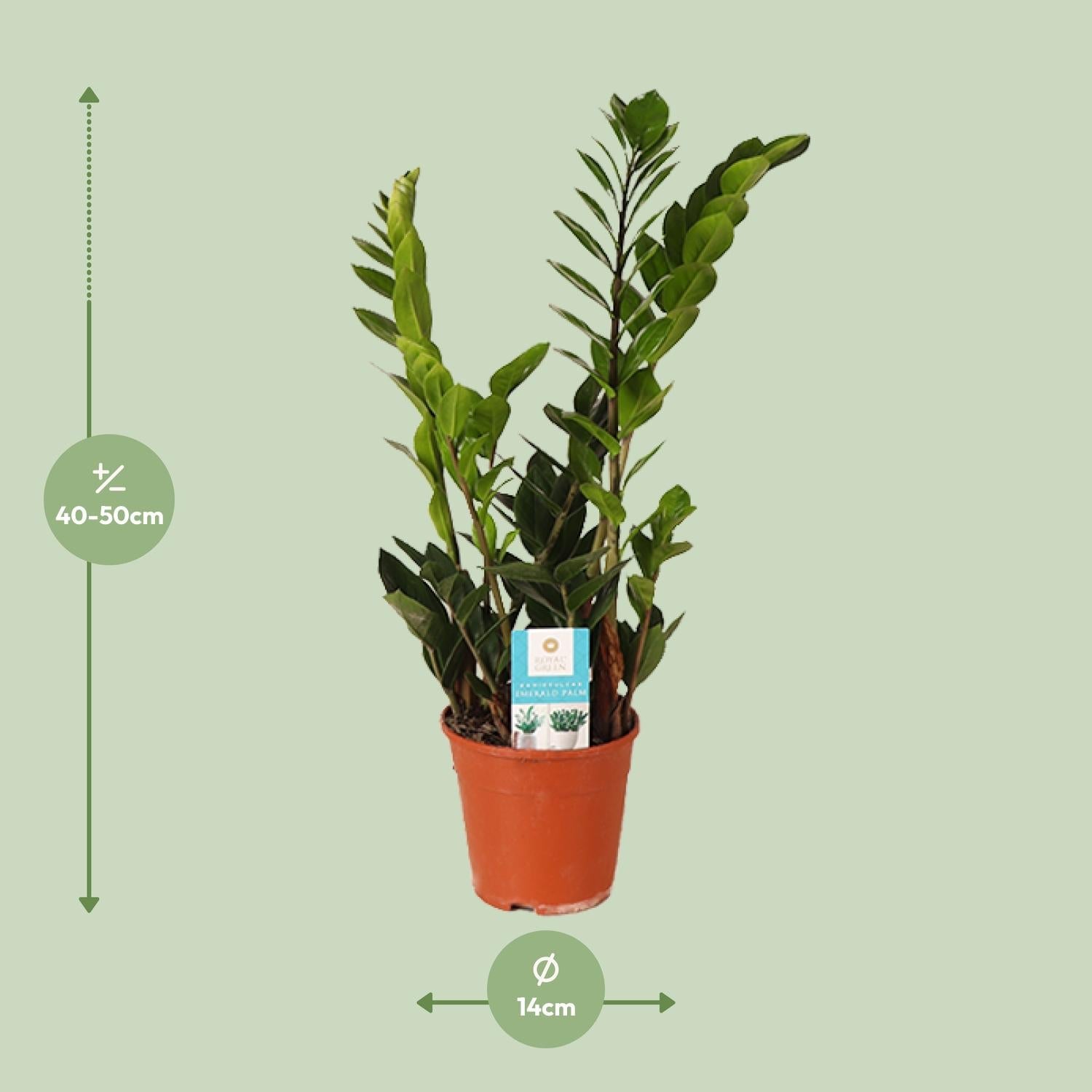 green-guardia-zamioculcas-zamiifolia-gl-cksfeder-40-95cm image 5