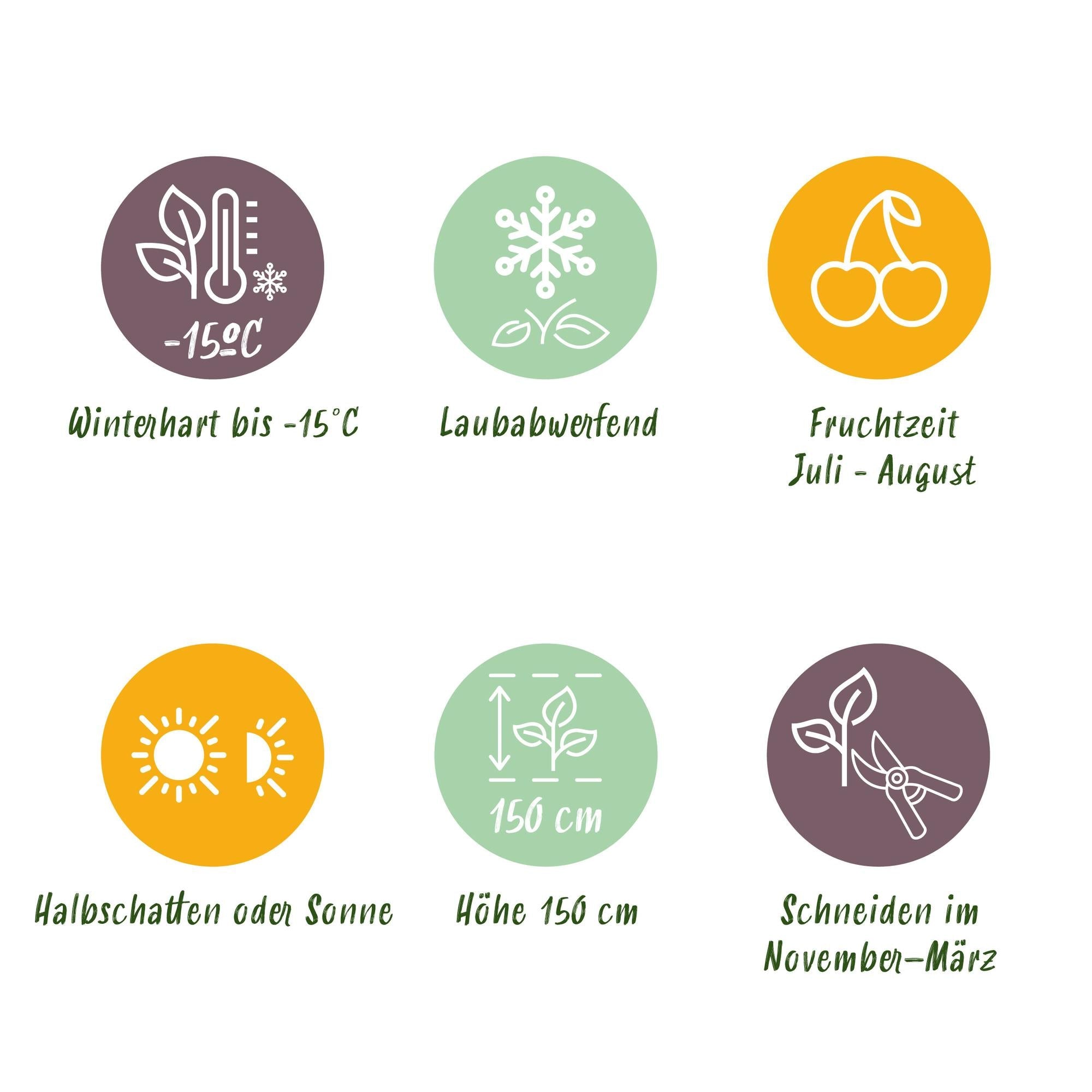 green-guardia-unsere-pflanzen-hinnom-ki-r-d-stachelbeere-2x-rot image 6
