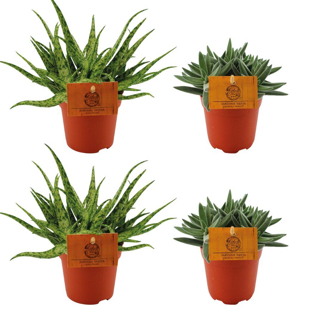 green-guardia-unsere-pflanzen-aloe-spider-sukkulenten-4er-10cm image 1