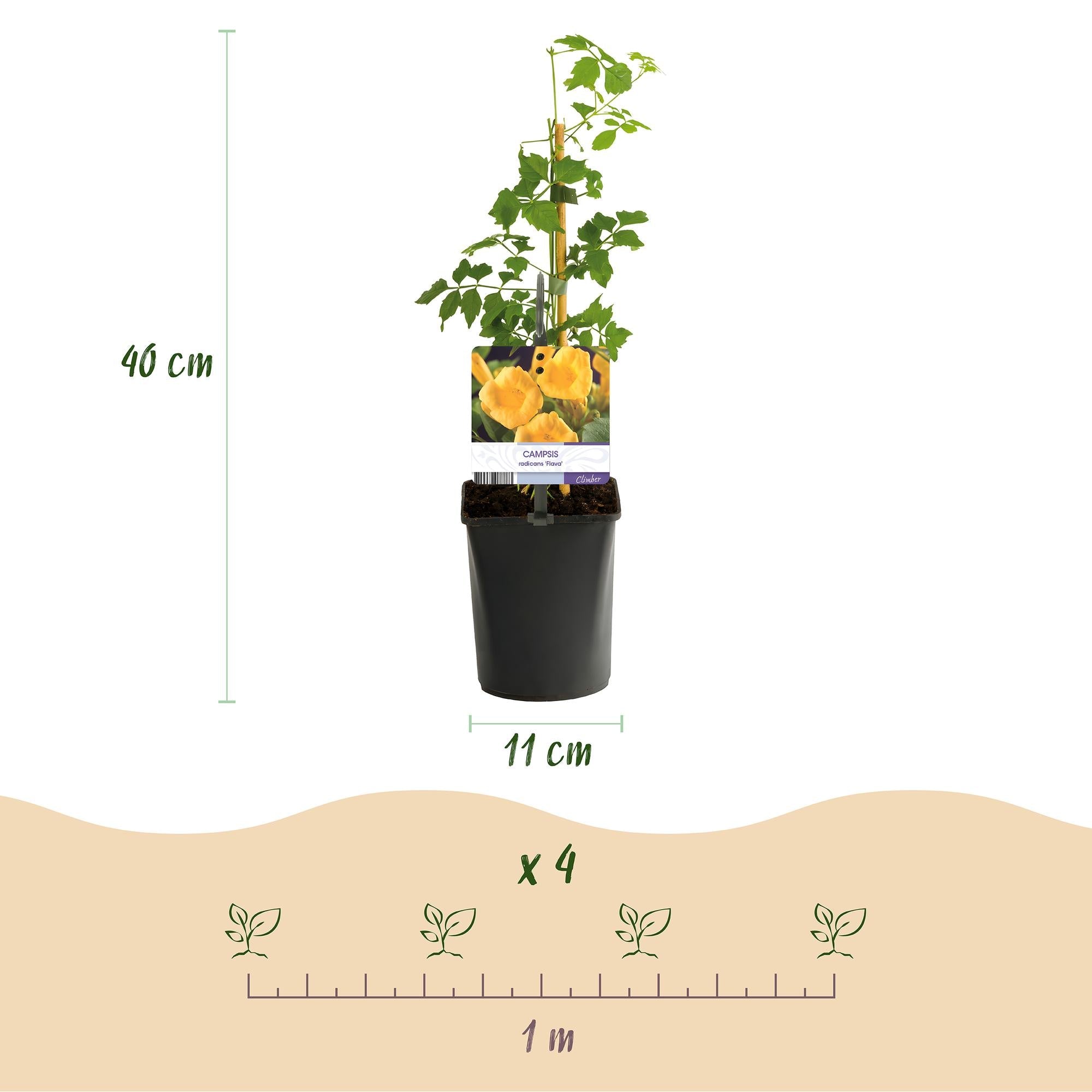 green-guardia-campsis-radicans-flava-trompetenblume-2-st-ck-gelb image 2