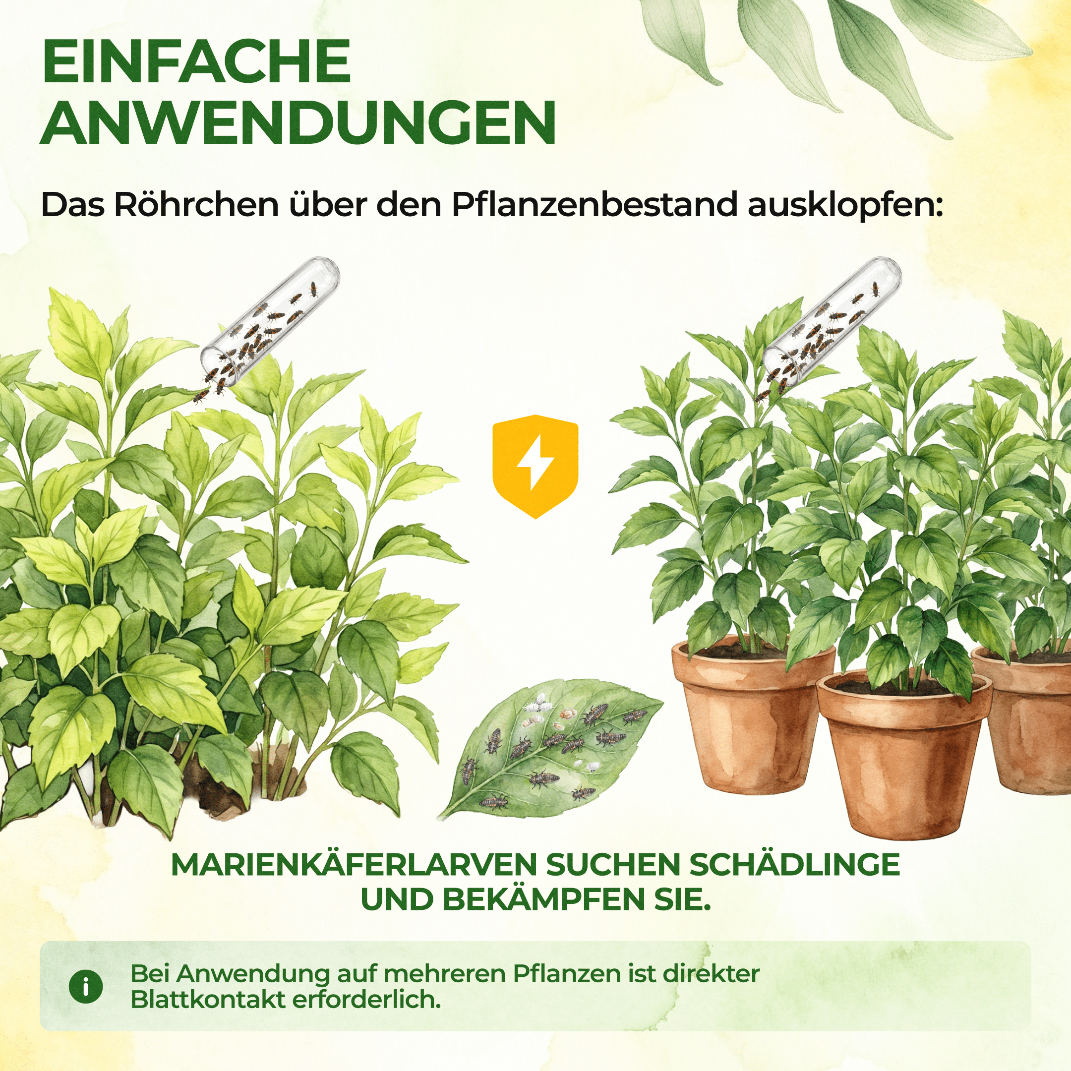 green-guardia-weitere-n-tzlinge-marienk-fer-larven-25-st-10qm image 4
