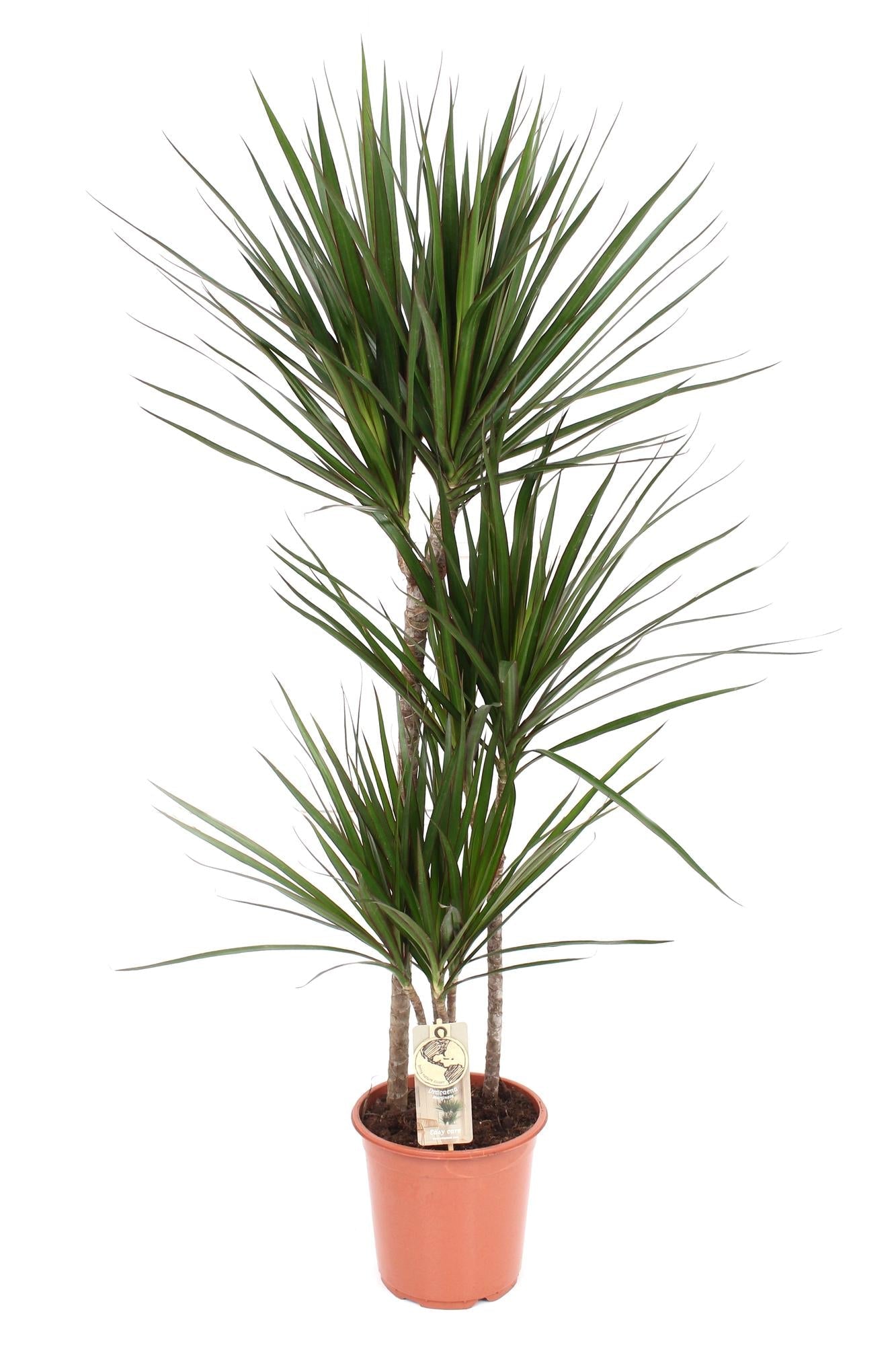 green-guardia-dracaena-marginata-drachenbaum-55-cm-pflegeleicht image 1