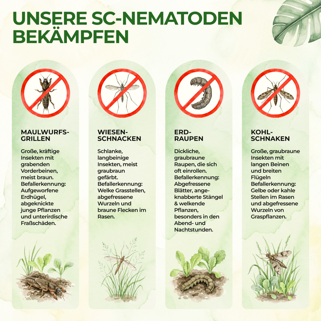 green-guardia-nematoden-gegen-eichenprozessionsspinner-5-mio-10m image 2
