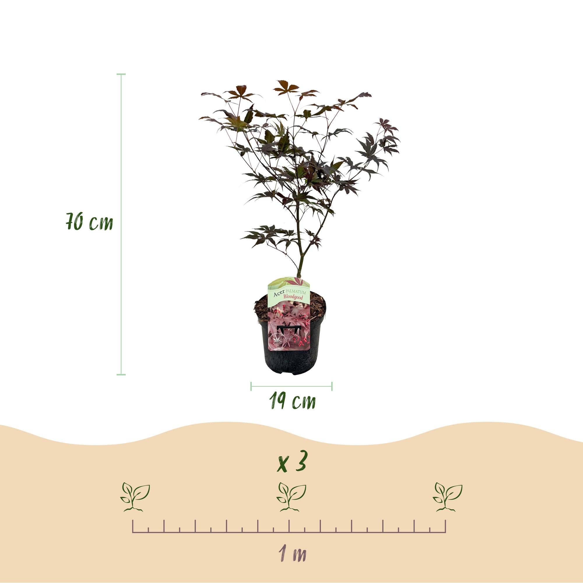 green-guardia-acer-palmatum-bloodgood-ahorn-1x-pflanze-rotes-laub image 2