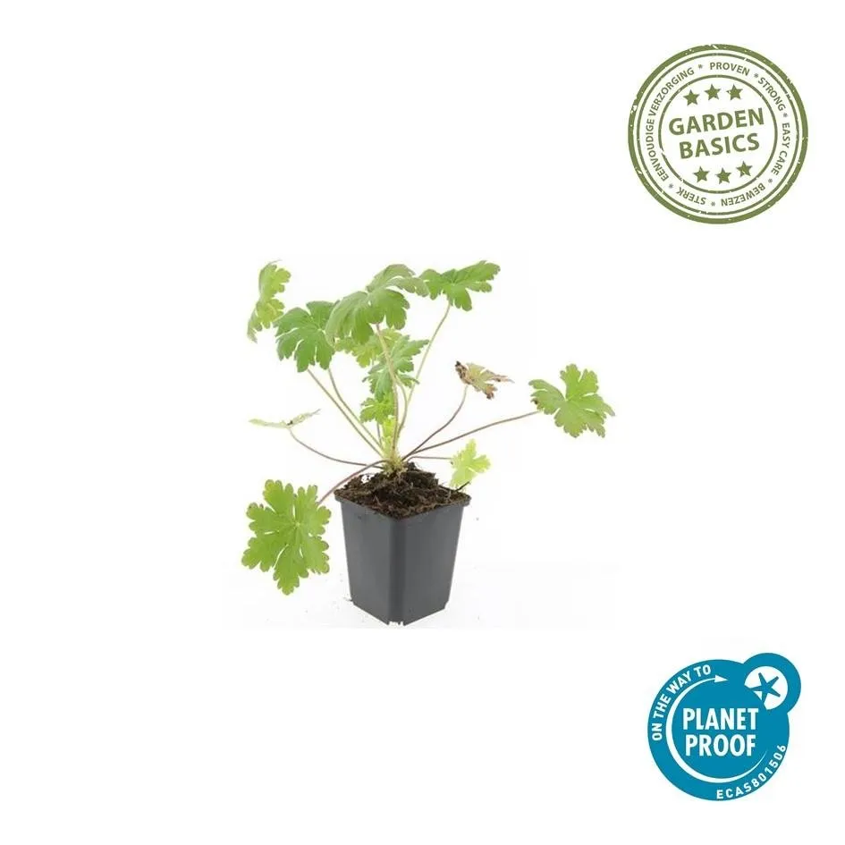 green-guardia-geranium-macrorrhizum-ingwersen-bodendecker-9-cm image 1