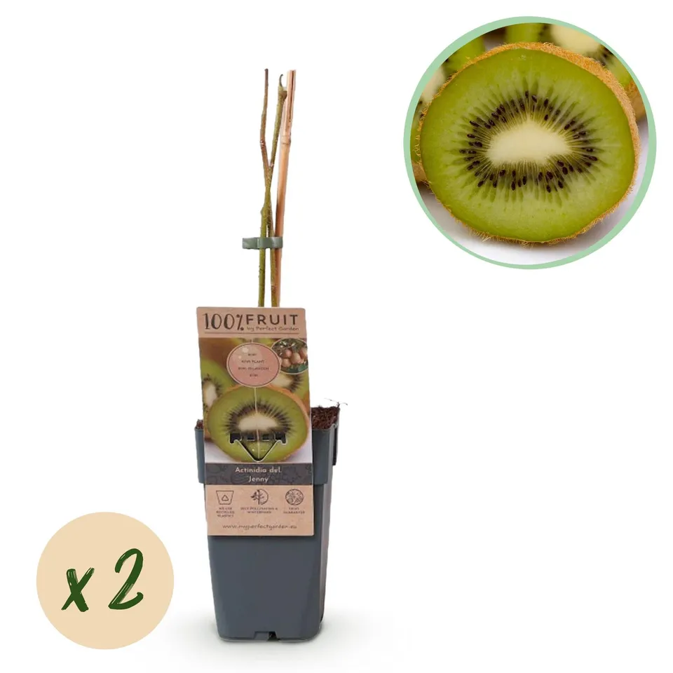 green-guardia-kiwi-jenny-kletterpflanze-2-pflanzen-selbstfruchtend image 1