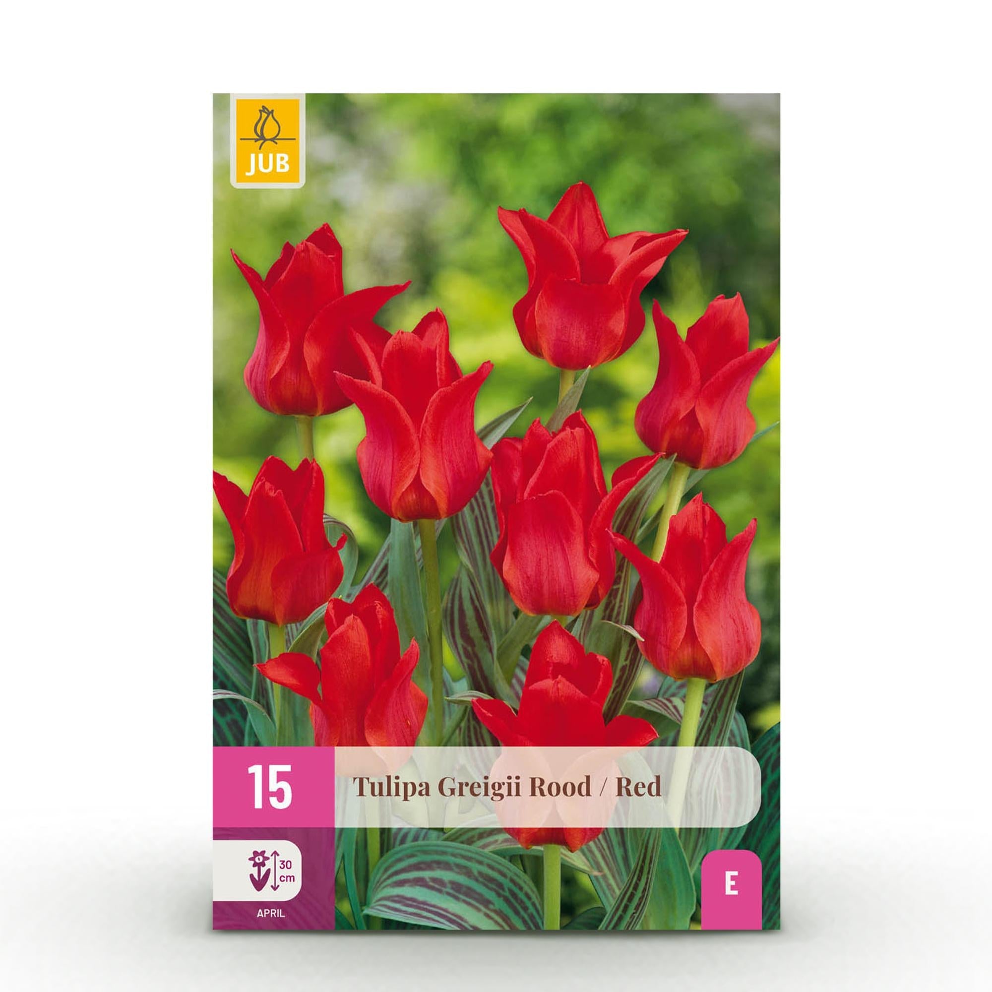 green-guardia-tulpe-greigii-red-blumenzwiebeln-rot-15-st-ck image 1