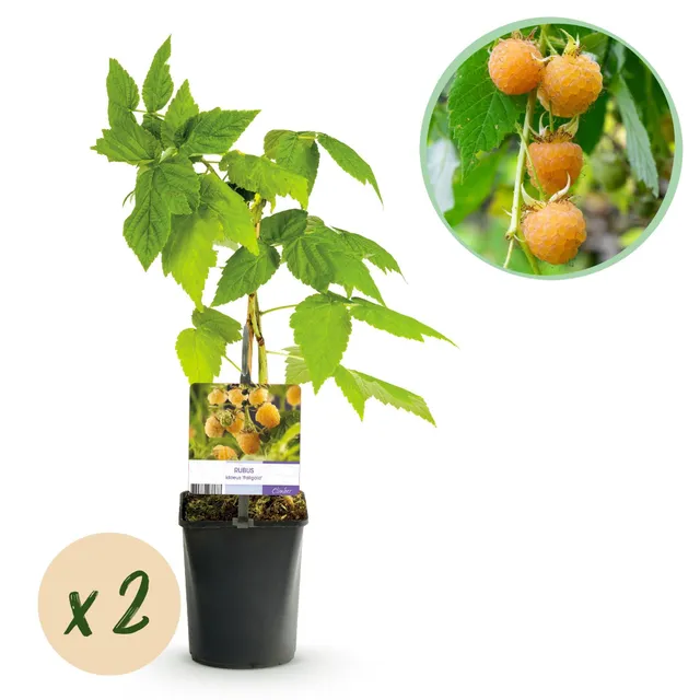 green-guardia-fallgold-gelbe-himbeere-himbeerpflanze-2x-11cm-topf image 1