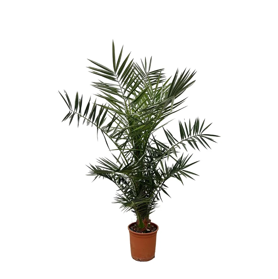 green-guardia-unsere-pflanzen-phoenix-canariensis-palme-140-cm-21-cm-topf image 1