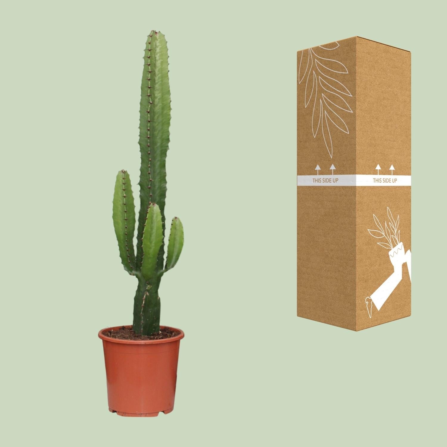 green-guardia-euphorbia-acrurensis-w-stenkerze-50-cm-sukkulente image 2