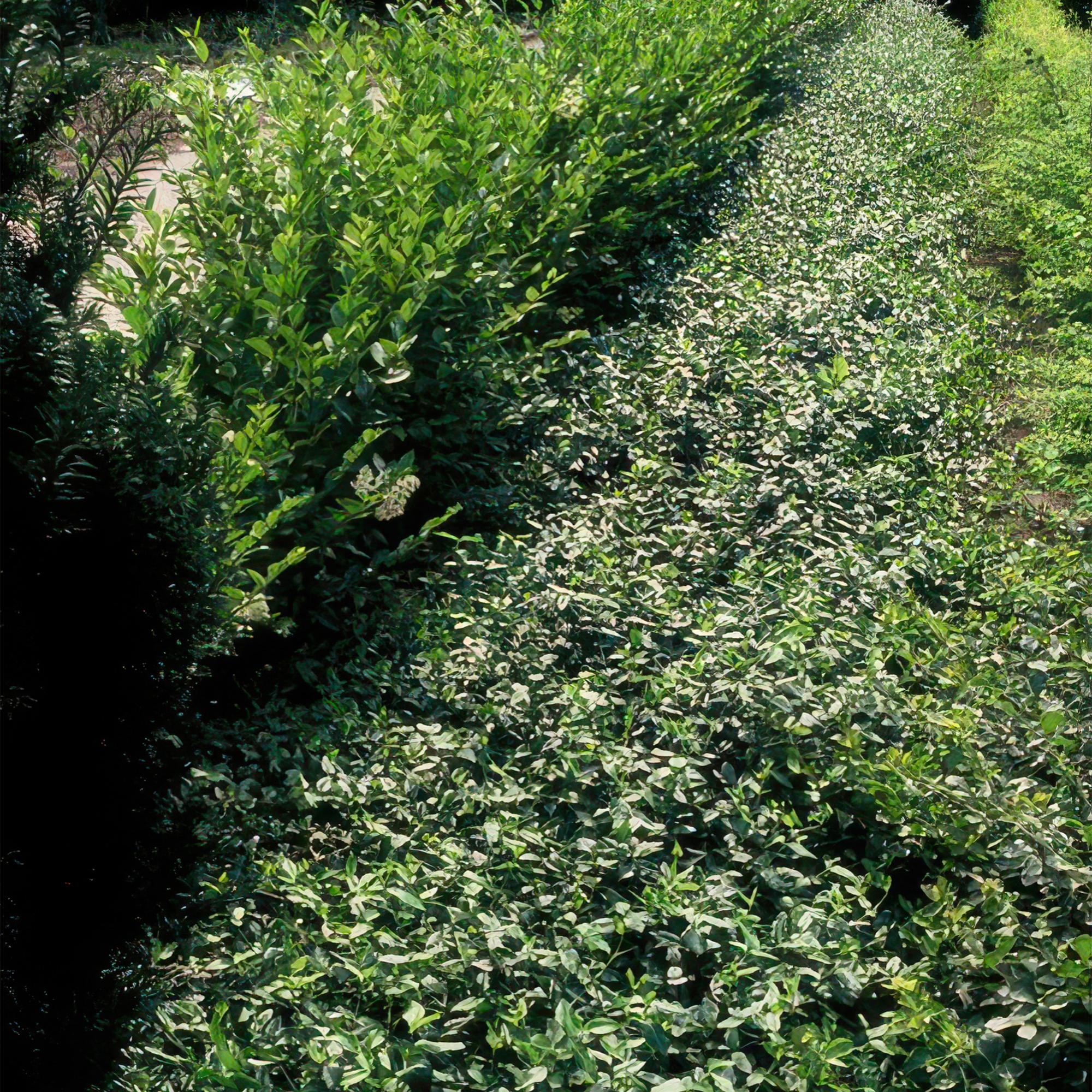 green-guardia-spindelstrauch-radicans-6-pflanzen-9-cm-topf image 5