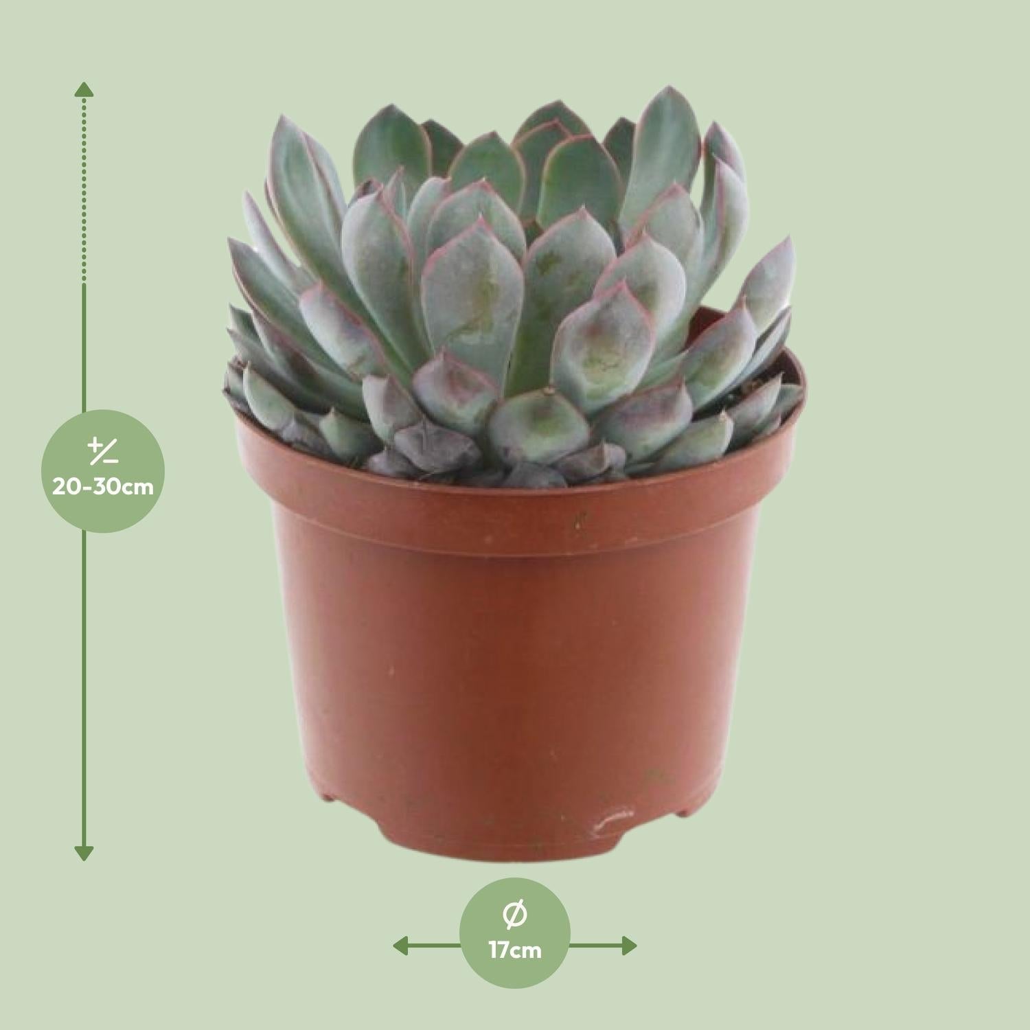 green-guardia-echeveria-pelisuda-sukkulente-17-cm image 2