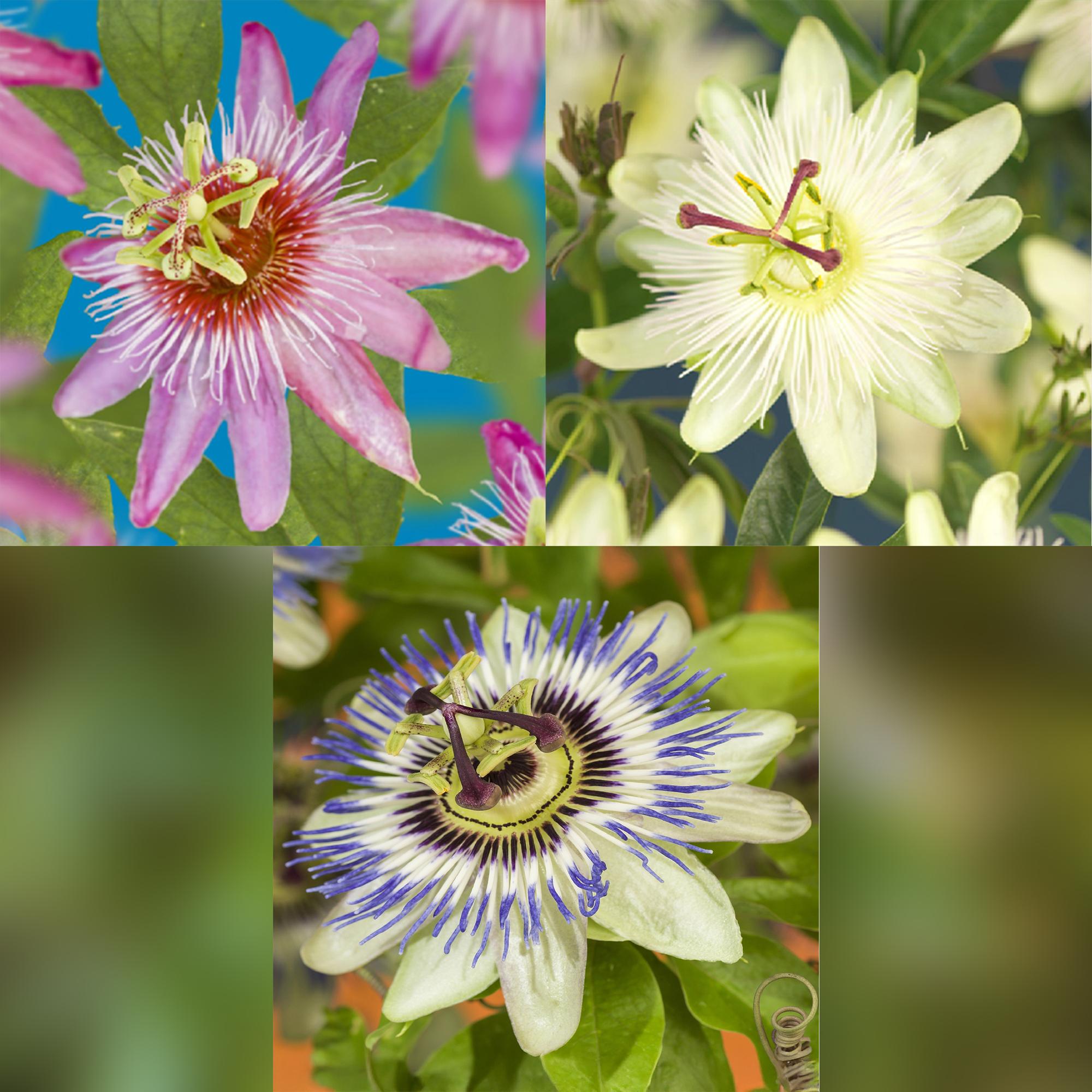 green-guardia-unsere-pflanzen-passiflora-tricolour-passionsblume-3-pflanzen image 3