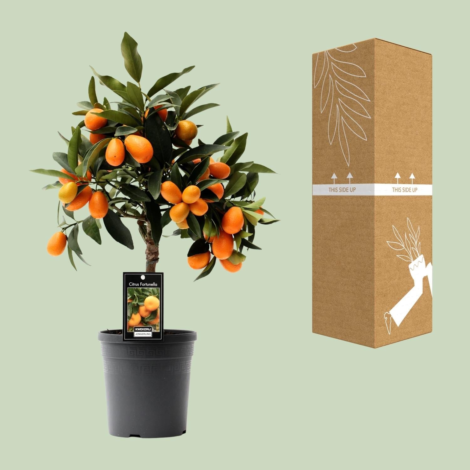 green-guardia-citrus-kumquat-zitruspflanze-16cm-topf-45cm image 3