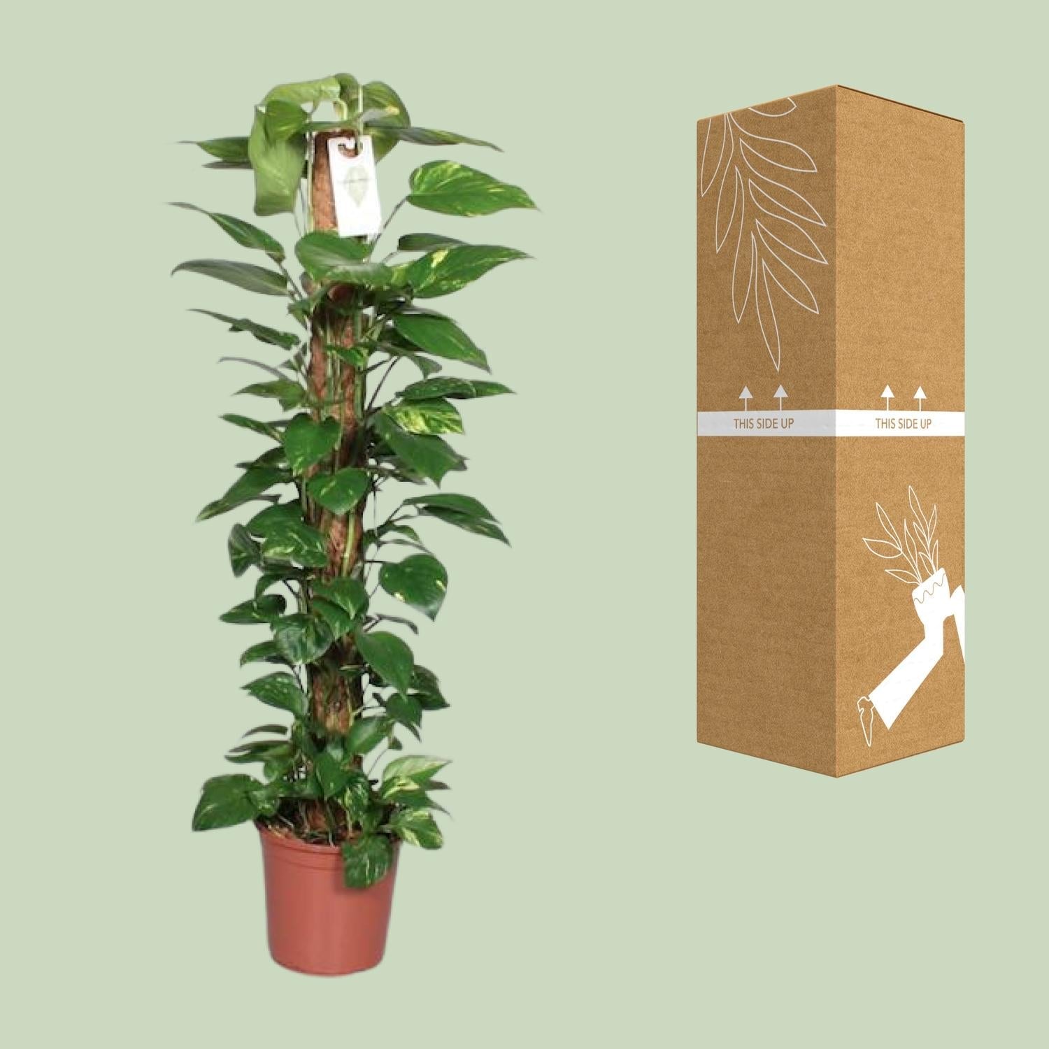 green-guardia-epipremnum-pinnatum-efeutute-moosstab-80cm image 3