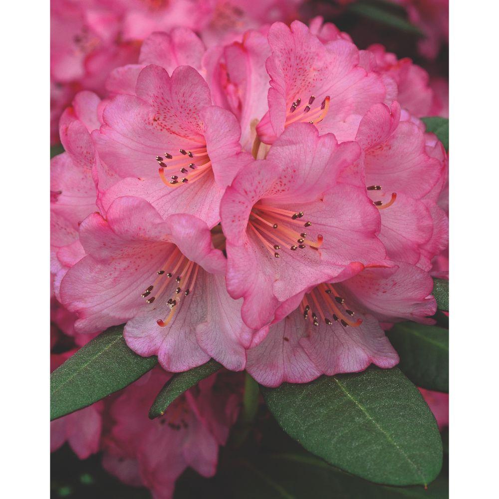 green-guardia-rhododendron-wine-roses-zimmerpflanze-20cm image 4