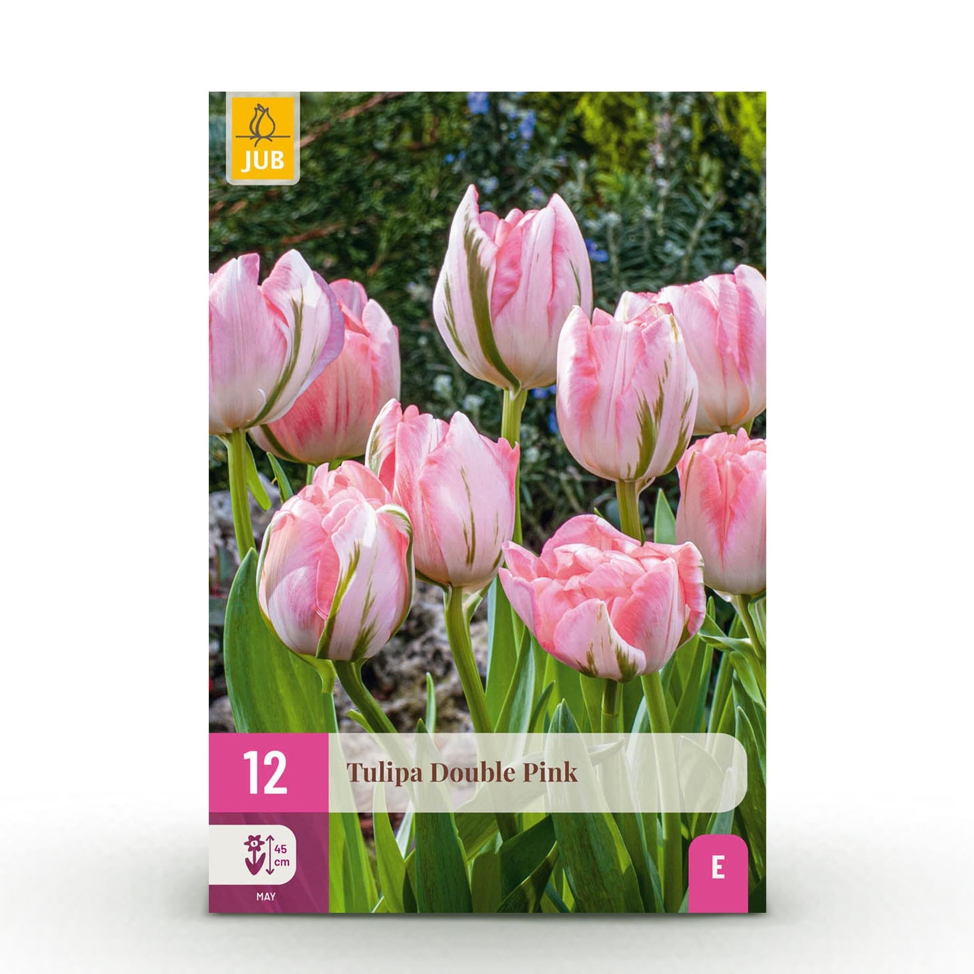 green-guardia-unsere-pflanzen-tulpe-double-pink-12-blumenzwiebeln-rosa image 1