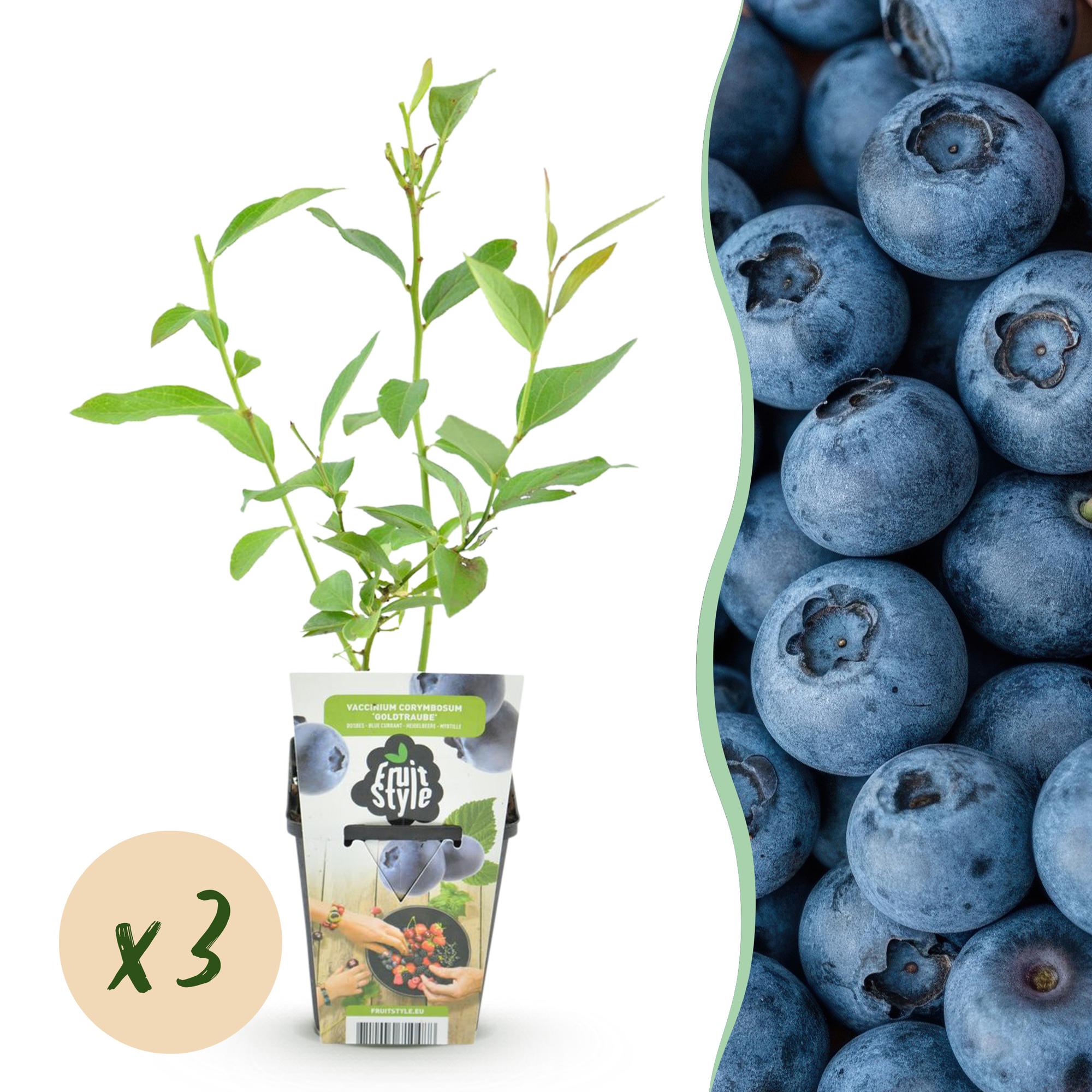 green-guardia-blaubeere-goldtraube-obstpflanze-9cm-3x image 1