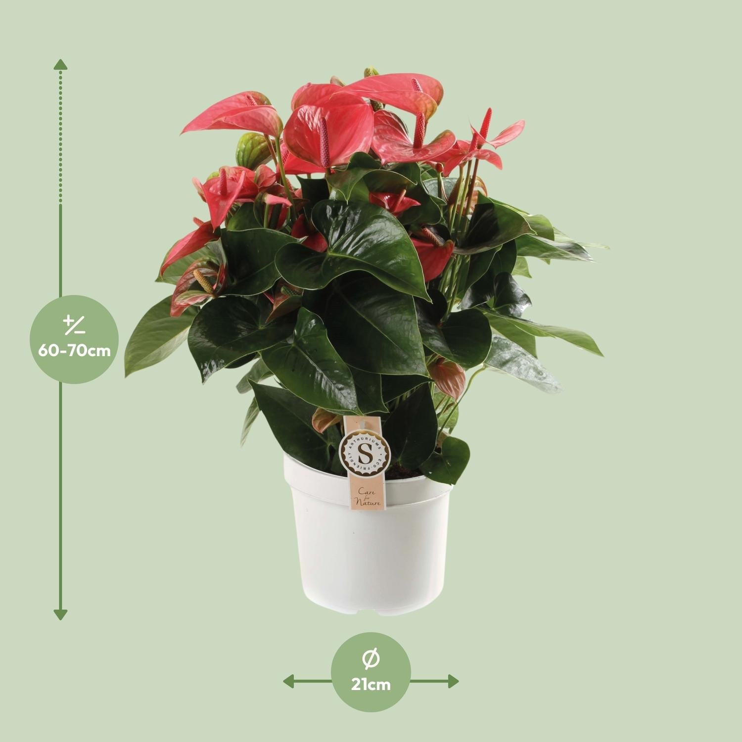 green-guardia-unsere-pflanzen-anthurium-red-champion-flamingoblume-65cm image 8