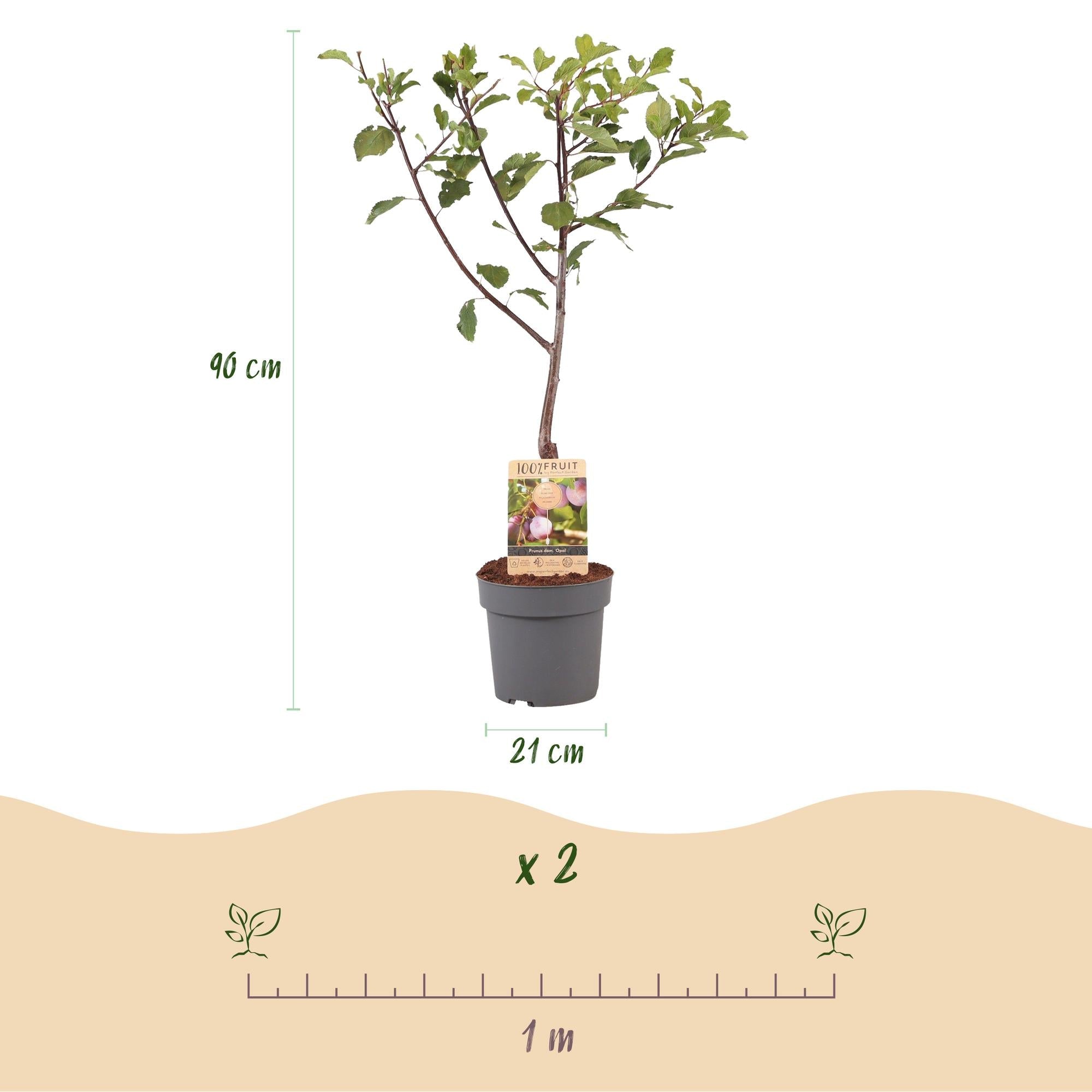 green-guardia-opal-pflaumenbaum-obstbaum-21cm-topf-s image 4