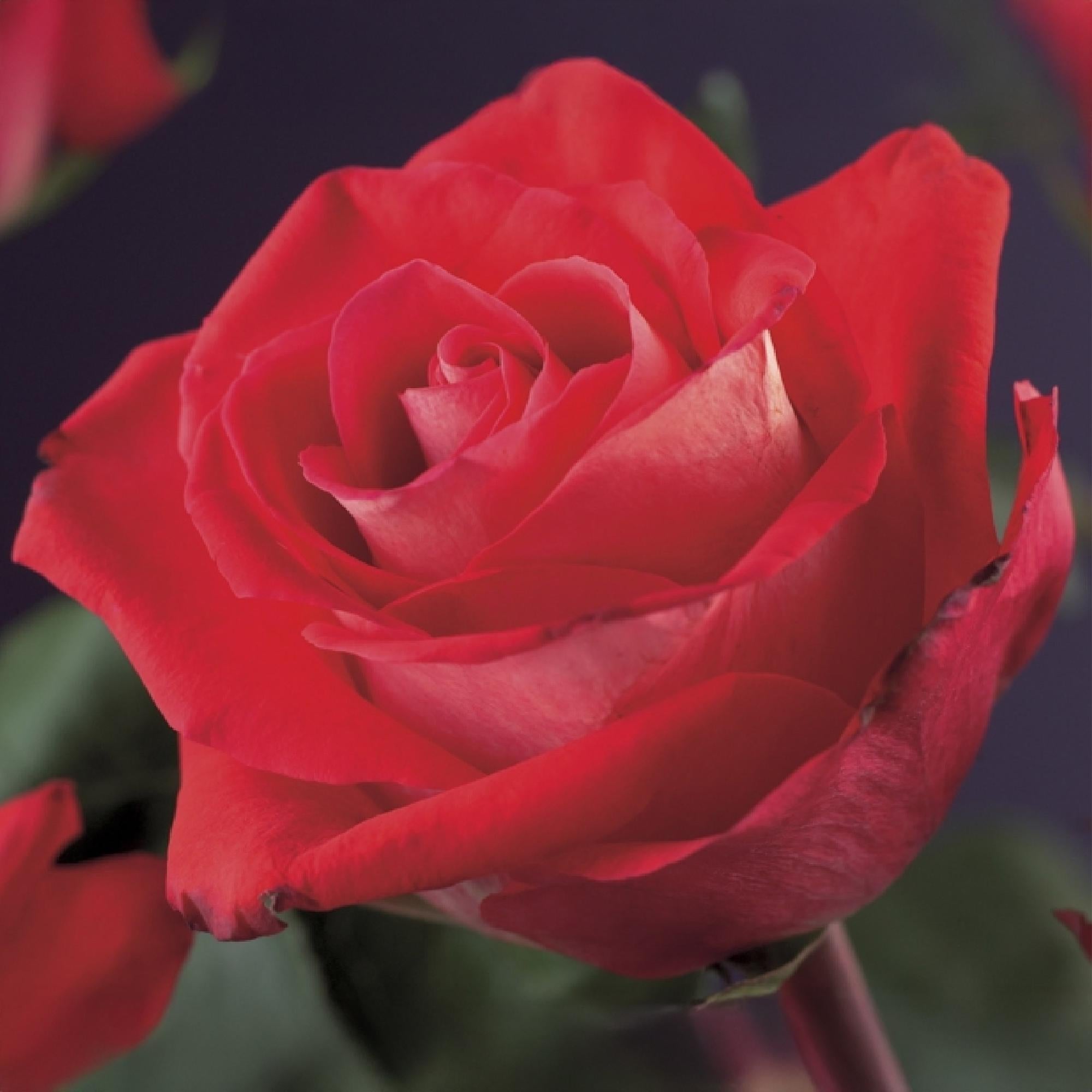 green-guardia-red-climber-kletterrose-rot-2-pflanzen-11cm image 4
