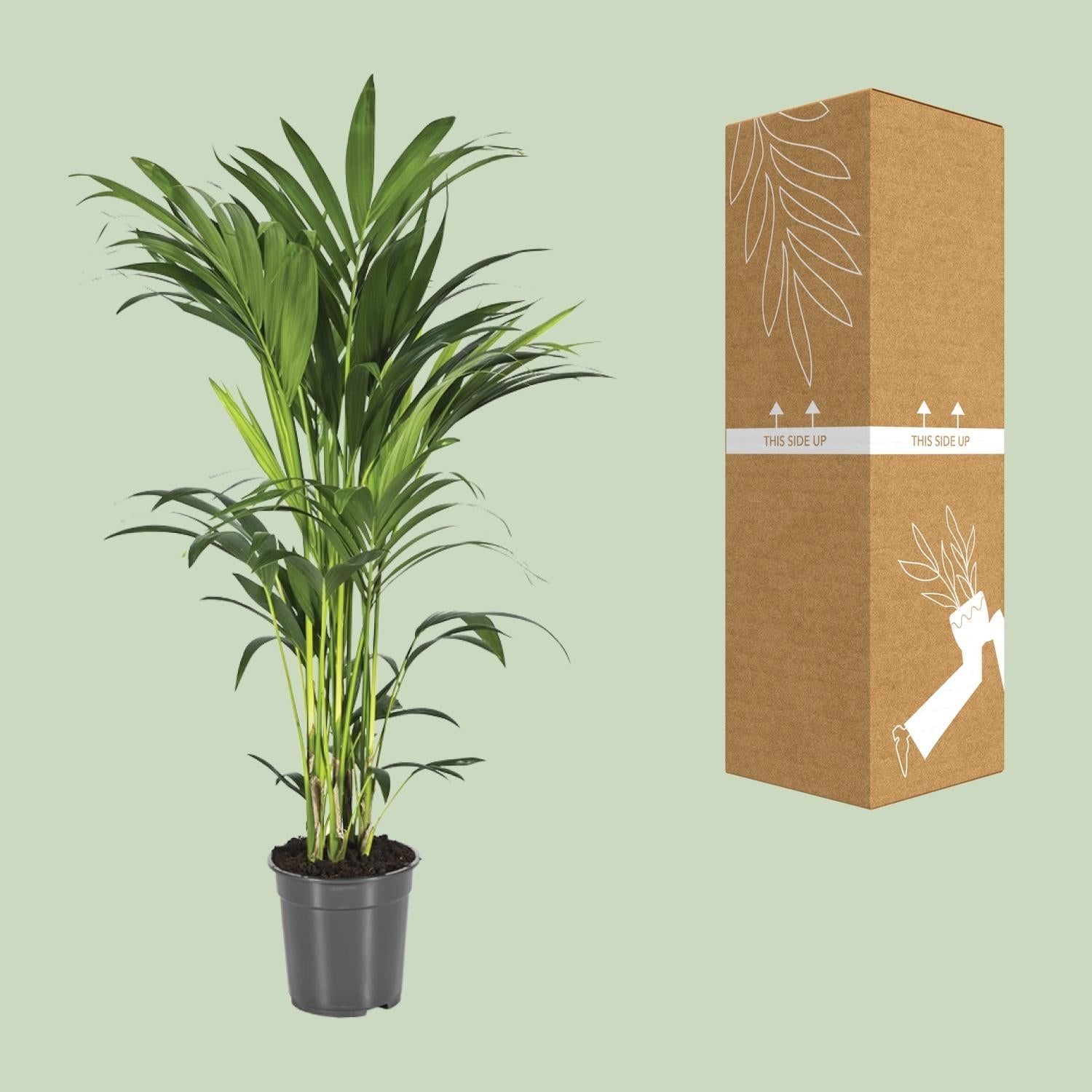green-guardia-unsere-pflanzen-howea-kentia-palme-110cm-21cm-topf image 3