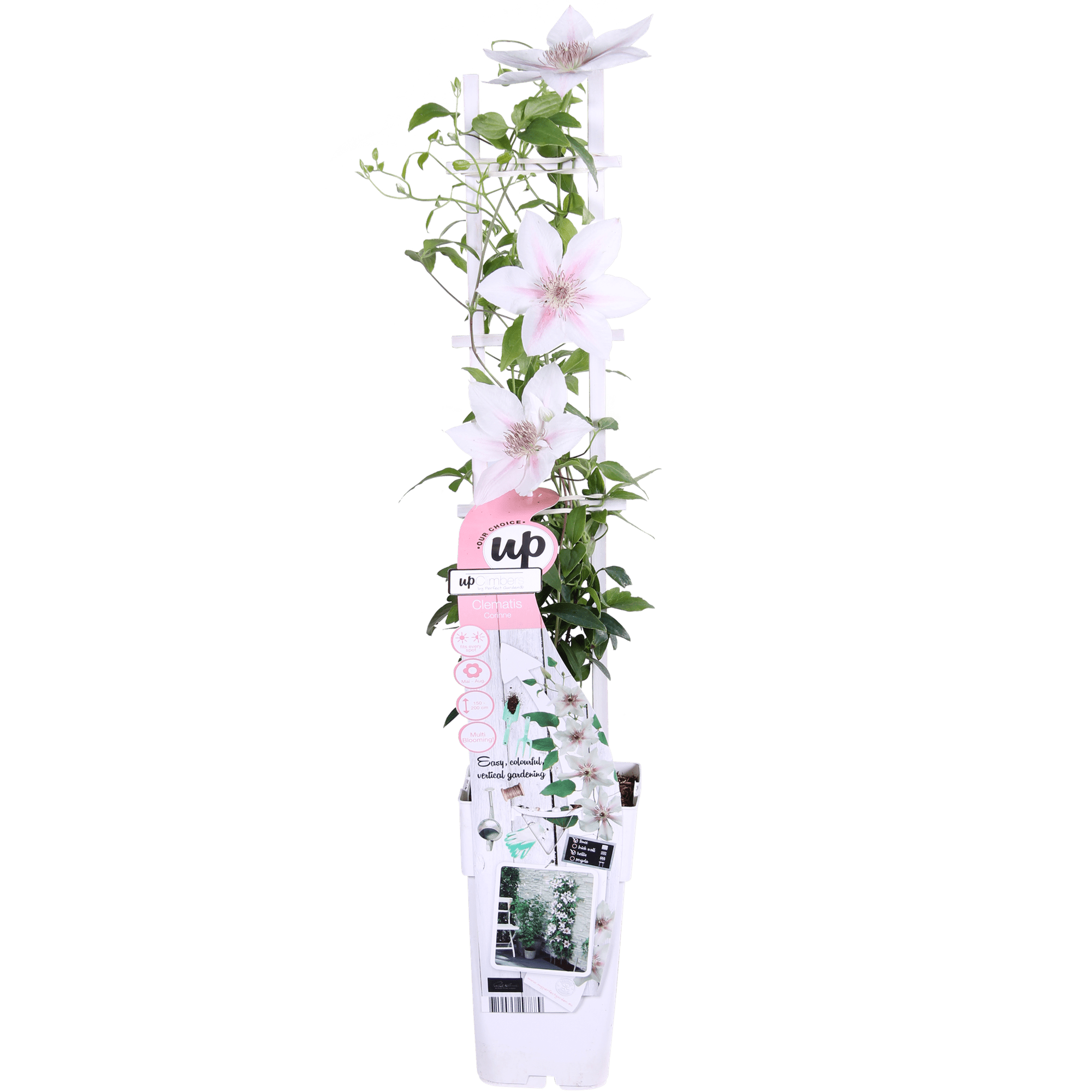 green-guardia-unsere-pflanzen-clematis-corinne-kletterpflanze-wei-65-cm image 1