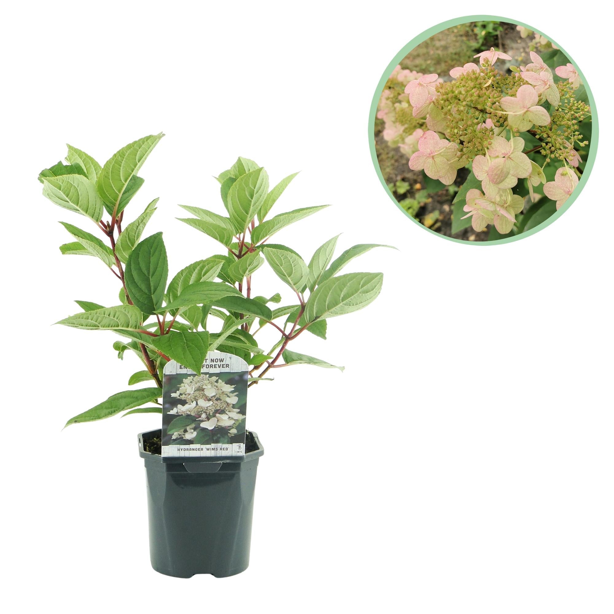 green-guardia-unsere-pflanzen-rispenhortensie-wims-red-17cm-wei-rot image 1