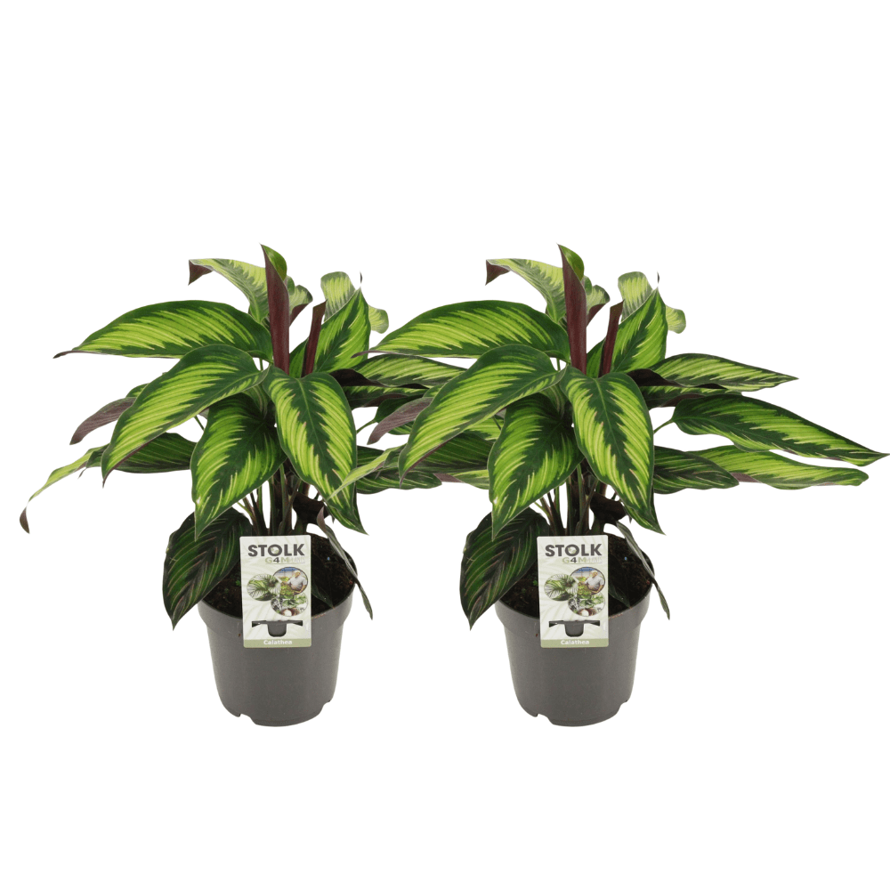 green-guardia-calathea-princeps-korbmarante-45cm-zimmerpflanze image 2