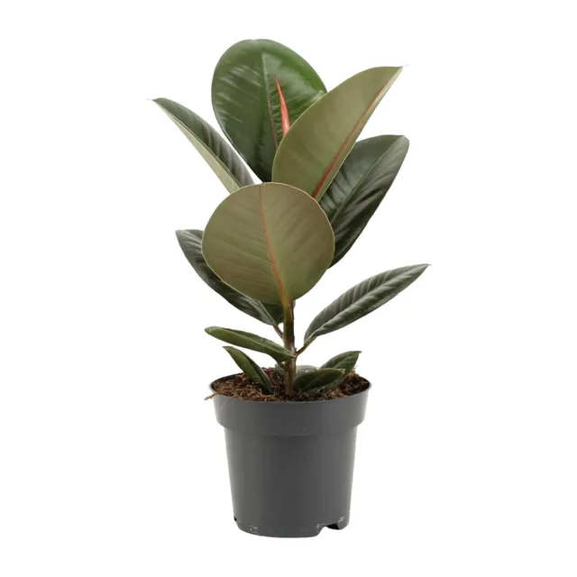 green-guardia-unsere-pflanzen-ficus-elastica-robusta-gummibaum-55cm image 1