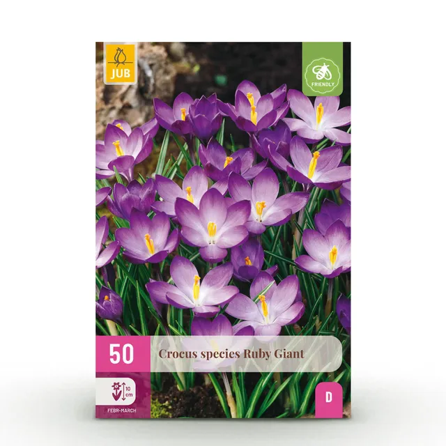 green-guardia-unsere-pflanzen-crocus-ruby-giant-blumenzwiebeln-50x image 1