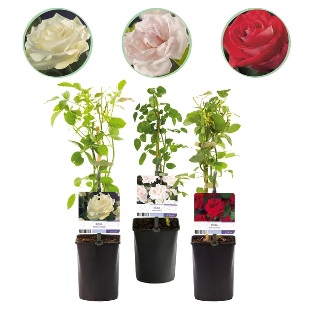 green-guardia-rosa-tricolour-kletterrose-3-pflanzen-40-cm image 1