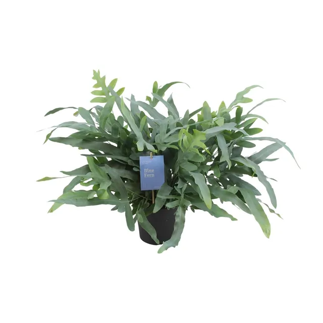 green-guardia-phlebodium-blue-star-blaufarn-zimmerpflanze-17cm image 1