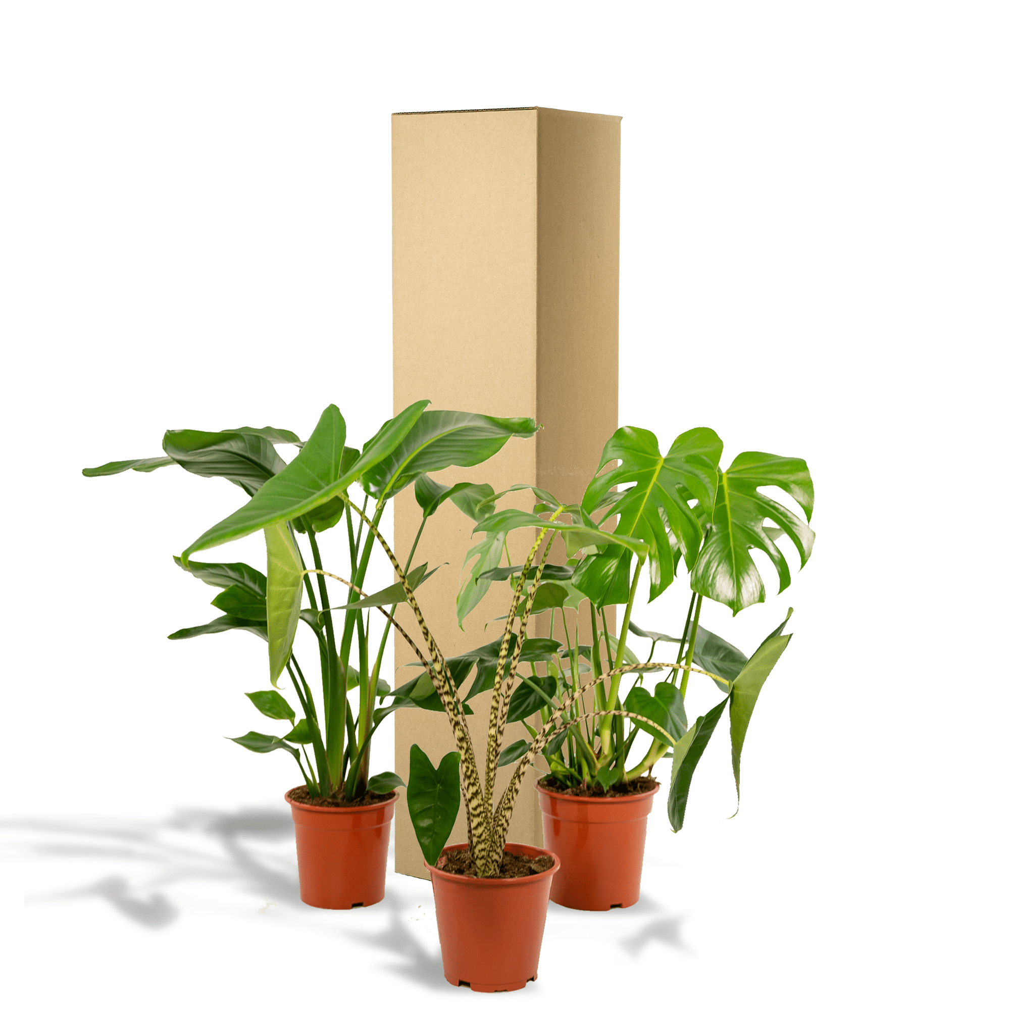green-guardia-unsere-pflanzen-monstera-trio-zimmerpflanze-3er-set-75-85-cm image 5