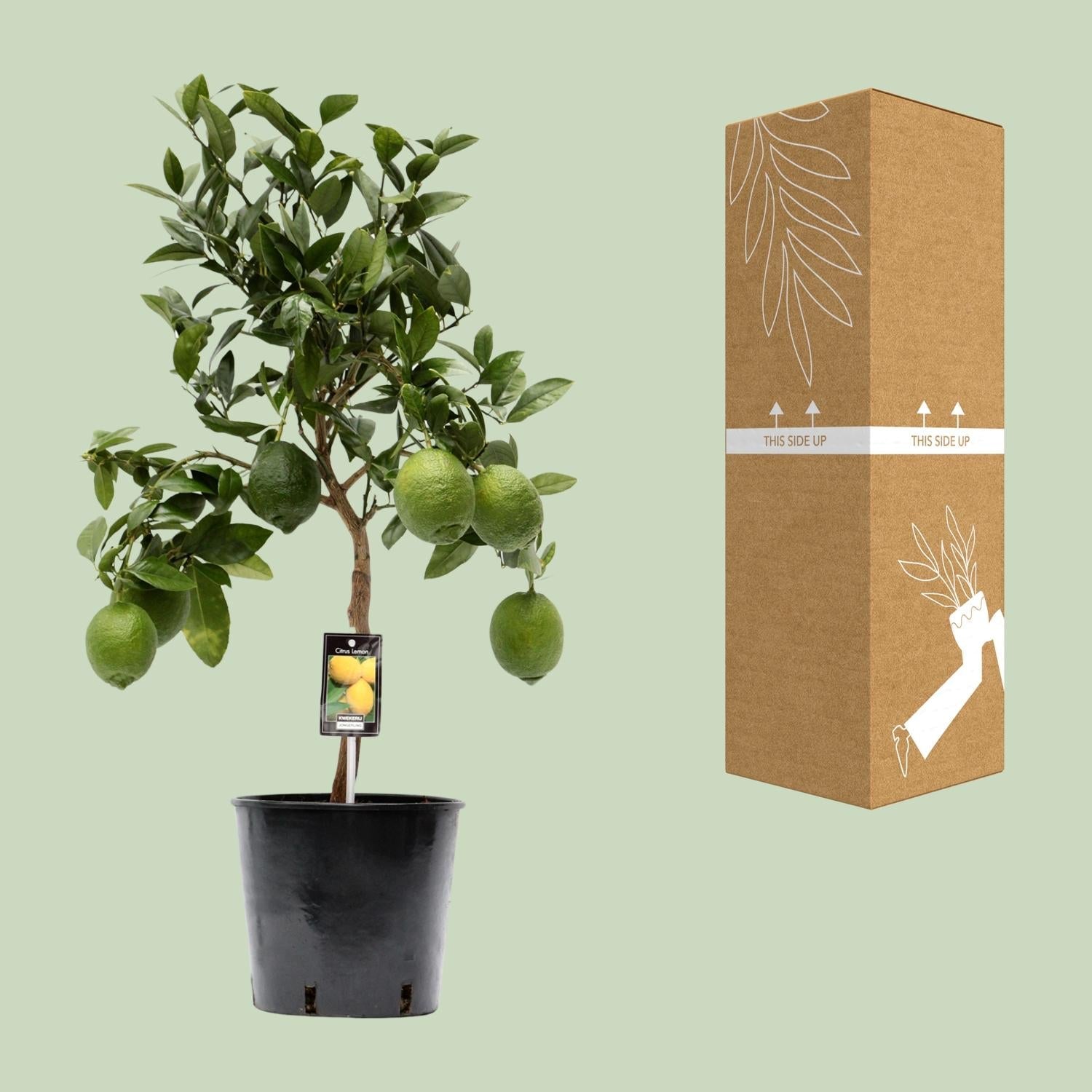 green-guardia-citrus-lemon-zitronenbaum-35-80cm-duft image 2
