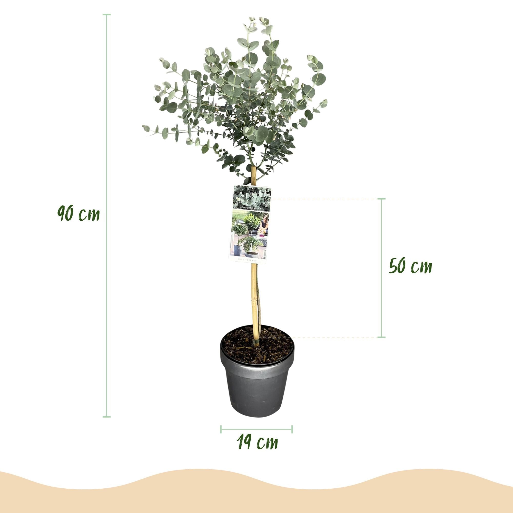 green-guardia-unsere-pflanzen-eucalyptus-gunnii-azure-zierstrauch-90cm image 2