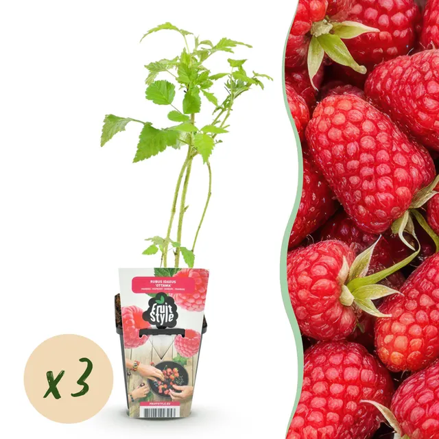 green-guardia-unsere-pflanzen-himbeere-heritage-obstpflanze-3-pflanzen image 1