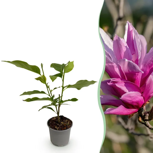 green-guardia-unsere-pflanzen-magnolia-nigra-zierstrauch-lila-1x-pflanze image 1