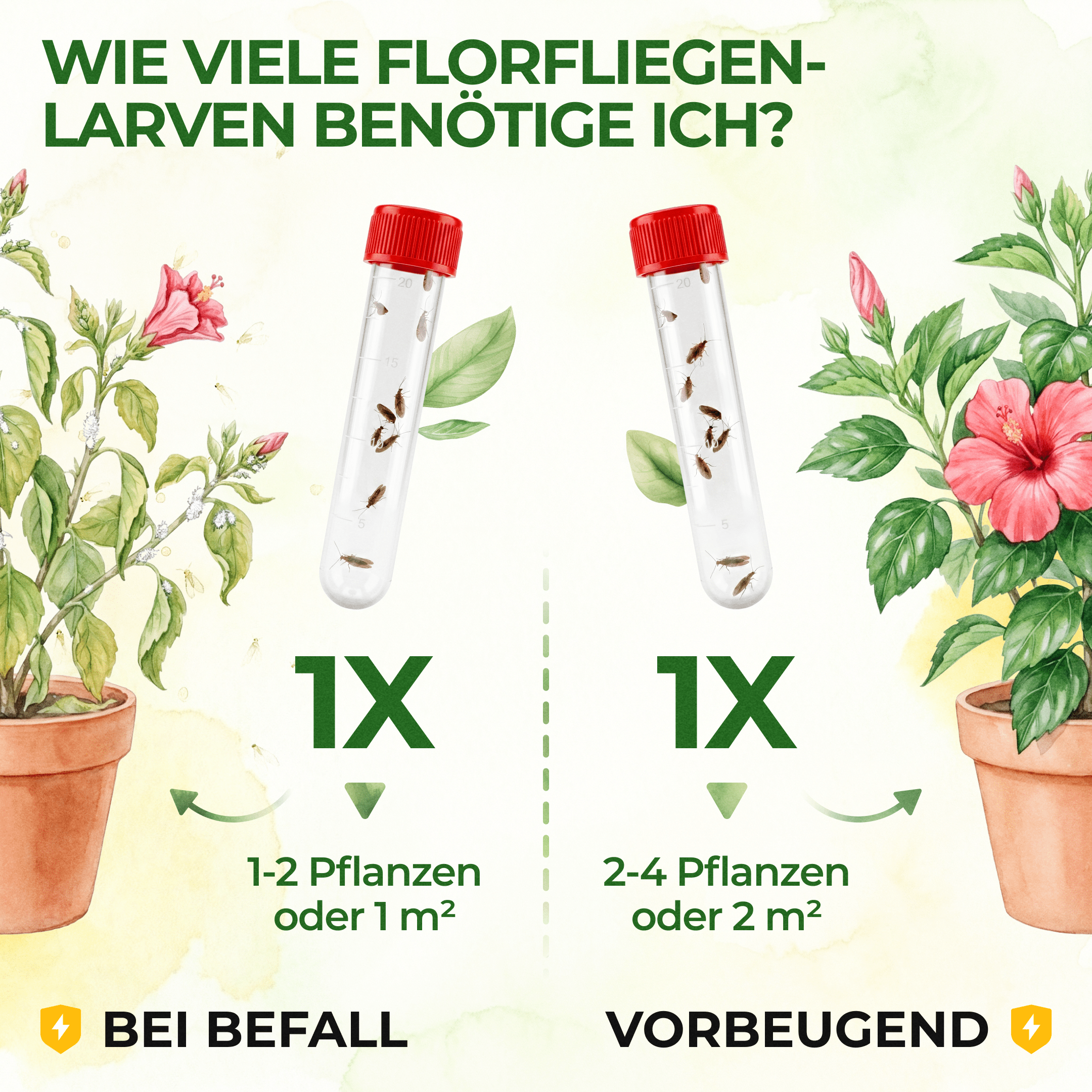 green-guardia-florfliegenlarven-braune-florfliegen-n-tzlinge-1x image 3