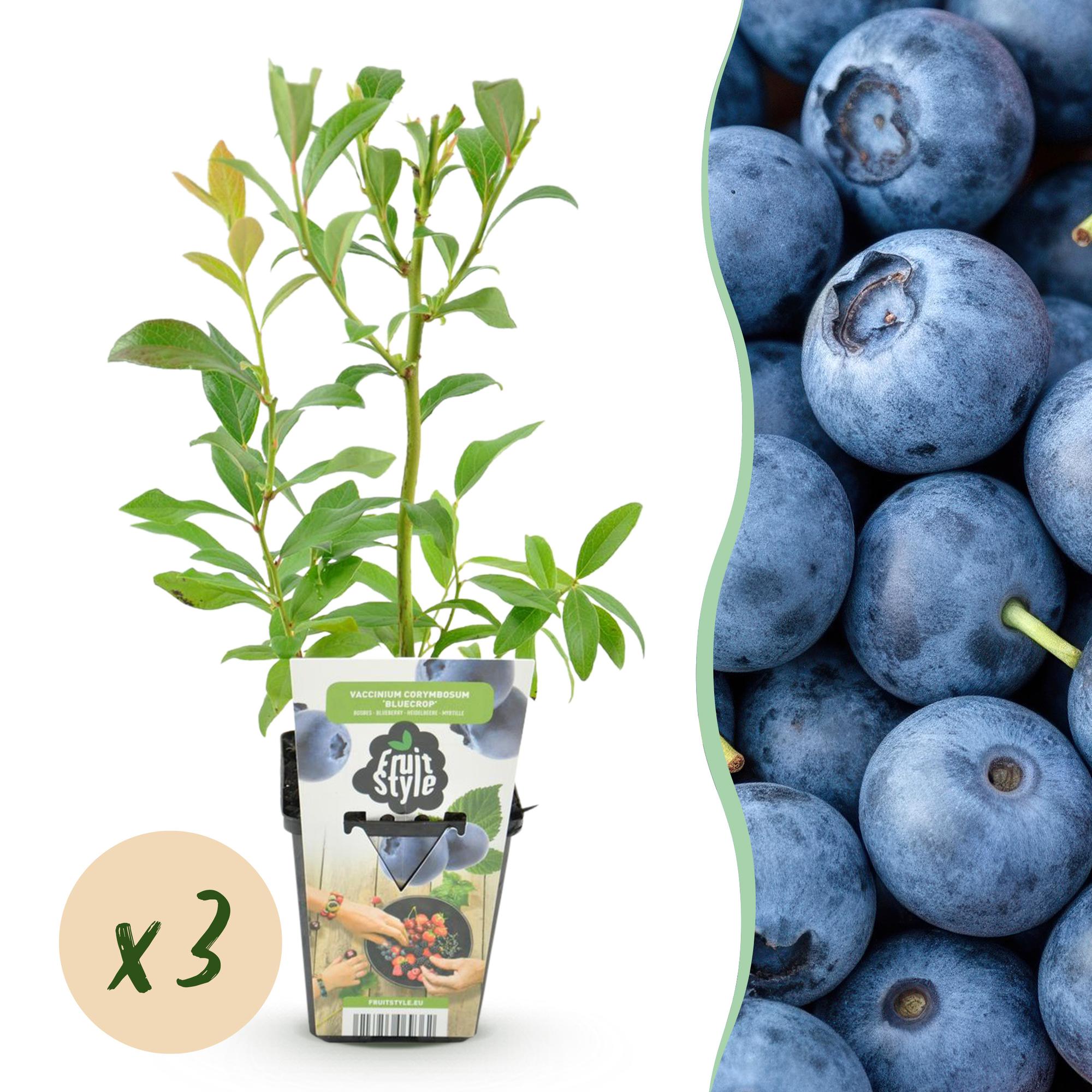 green-guardia-blaubeere-bluecrop-obstpflanze-3x-winterhart image 1