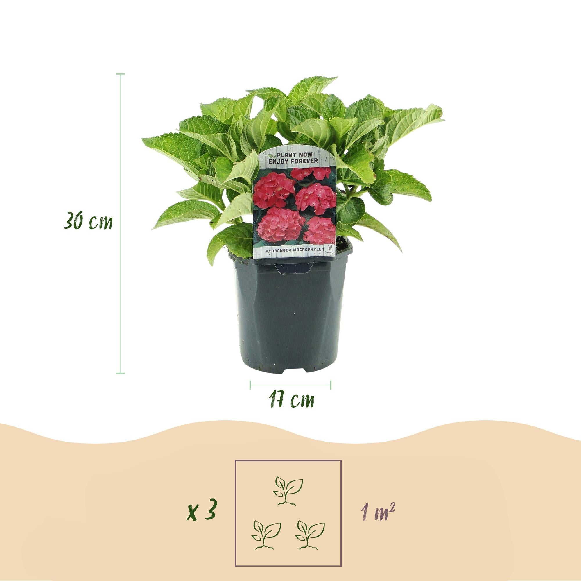 green-guardia-hydrangea-hortensie-3-pflanzen-17-cm-topf image 5
