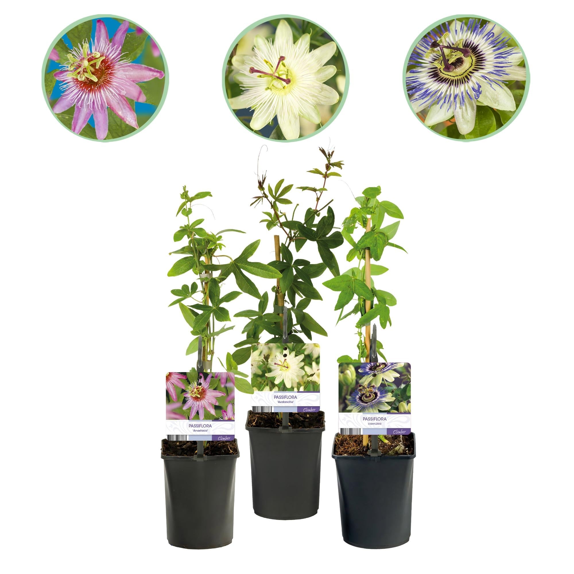 green-guardia-unsere-pflanzen-passiflora-tricolour-passionsblume-3-pflanzen image 1