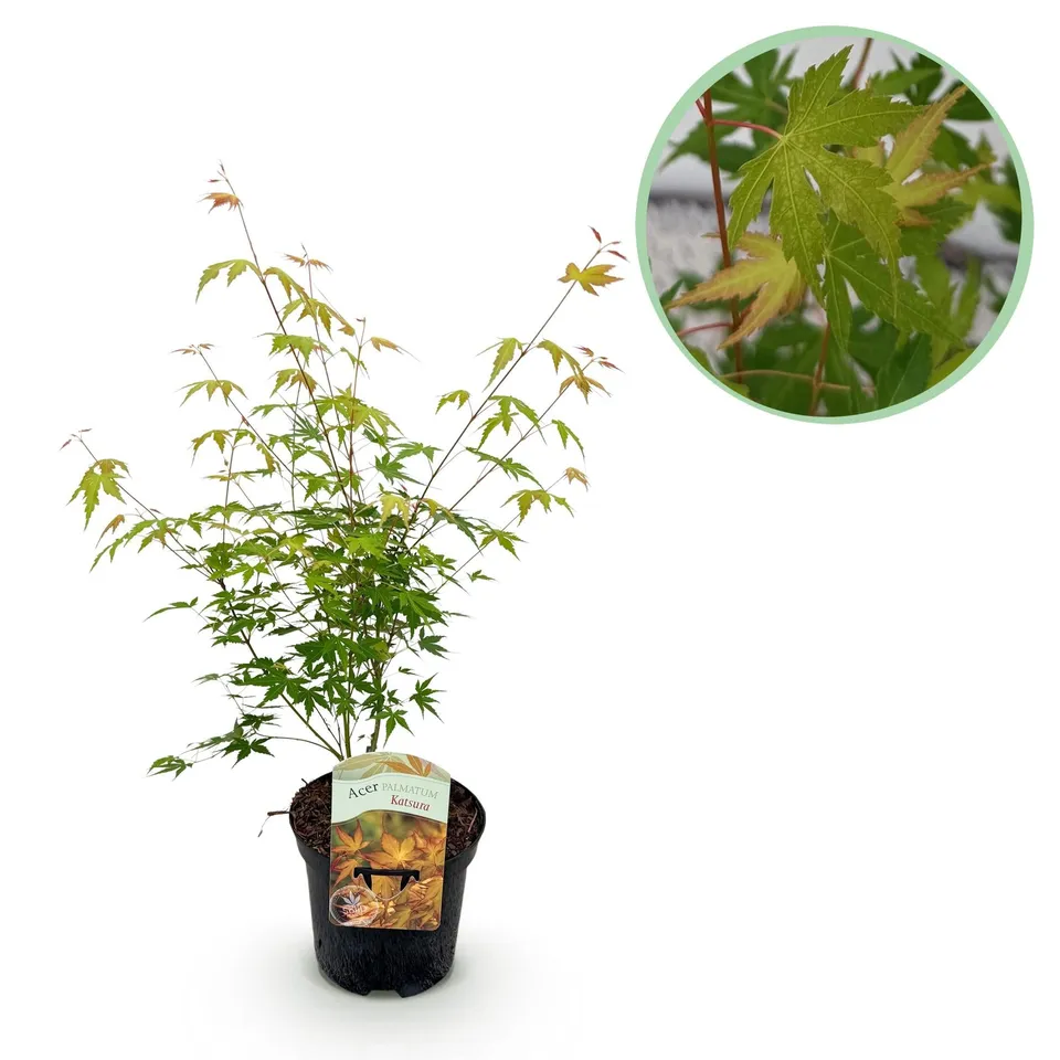 green-guardia-unsere-pflanzen-acer-katsura-ahorn-19cm-70cm image 1