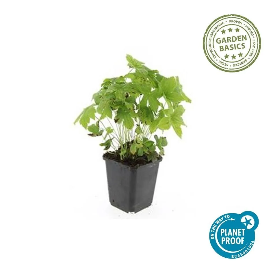 green-guardia-geranium-nodosum-storchschnabel-6-pflanzen image 1